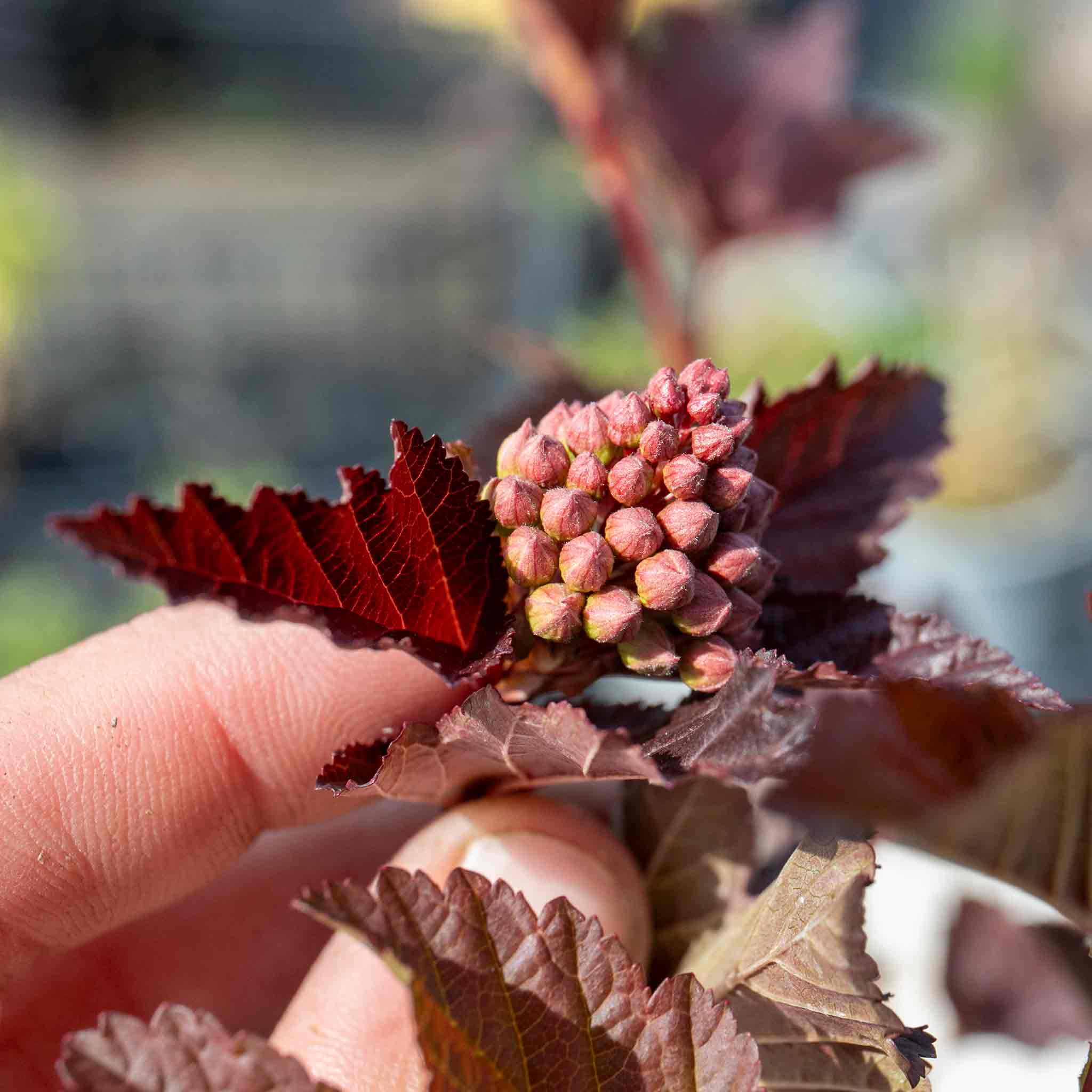 Physocarpus 'Lady in Red' - Image 2