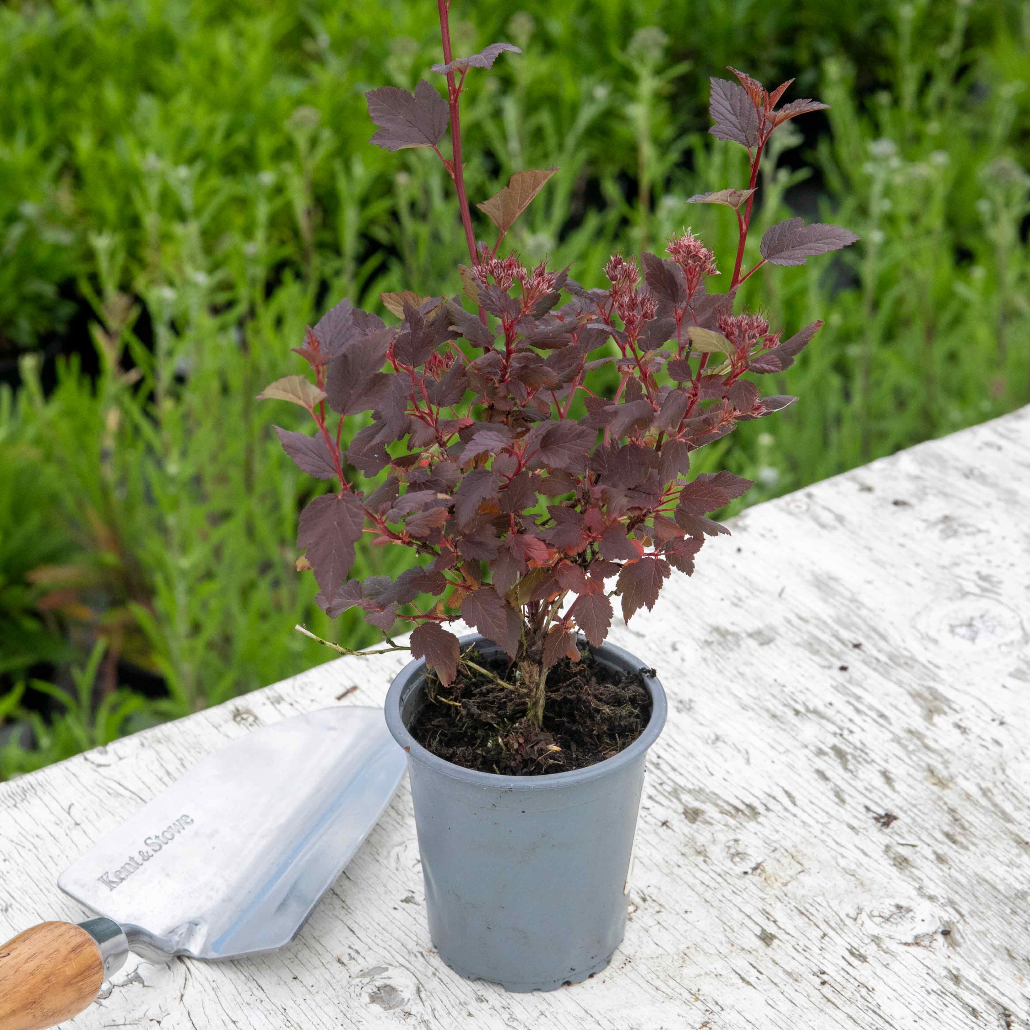 Physocarpus 'Little Joker' - Image 4