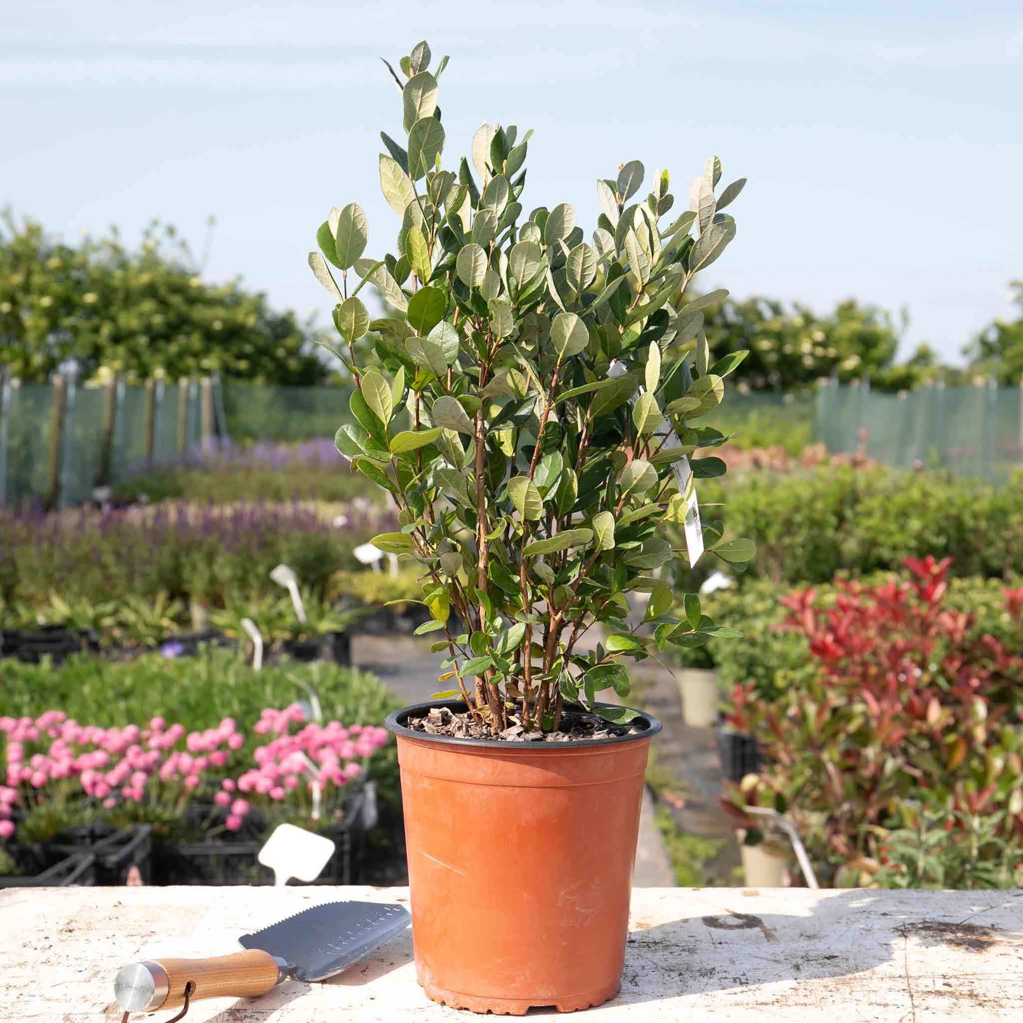 Pineapple Guava Tree - Image 3