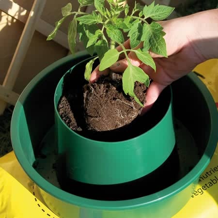 Plant Growing Halo x3 - Image 4