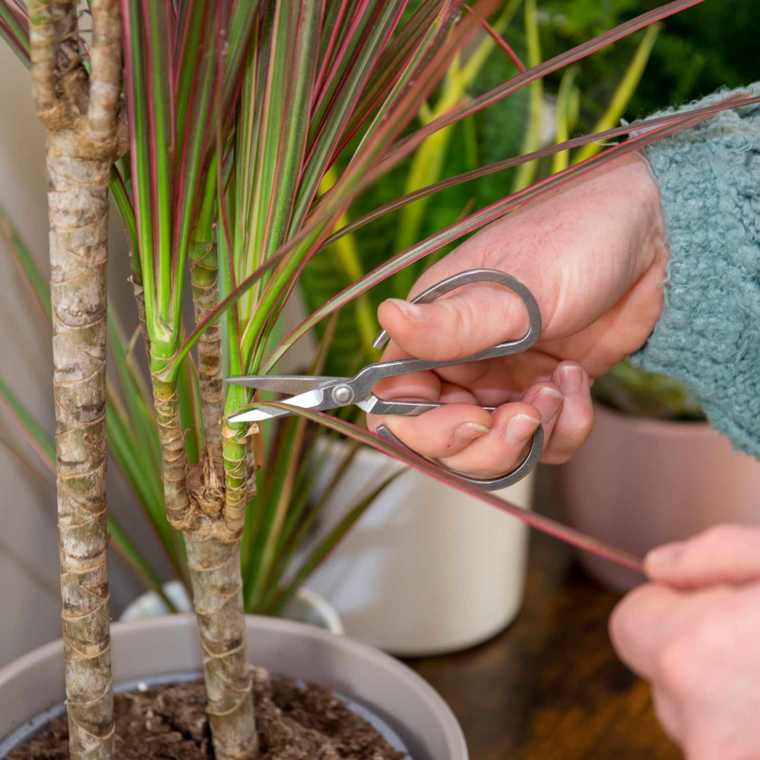 Plant Mister & Snips - Image 3