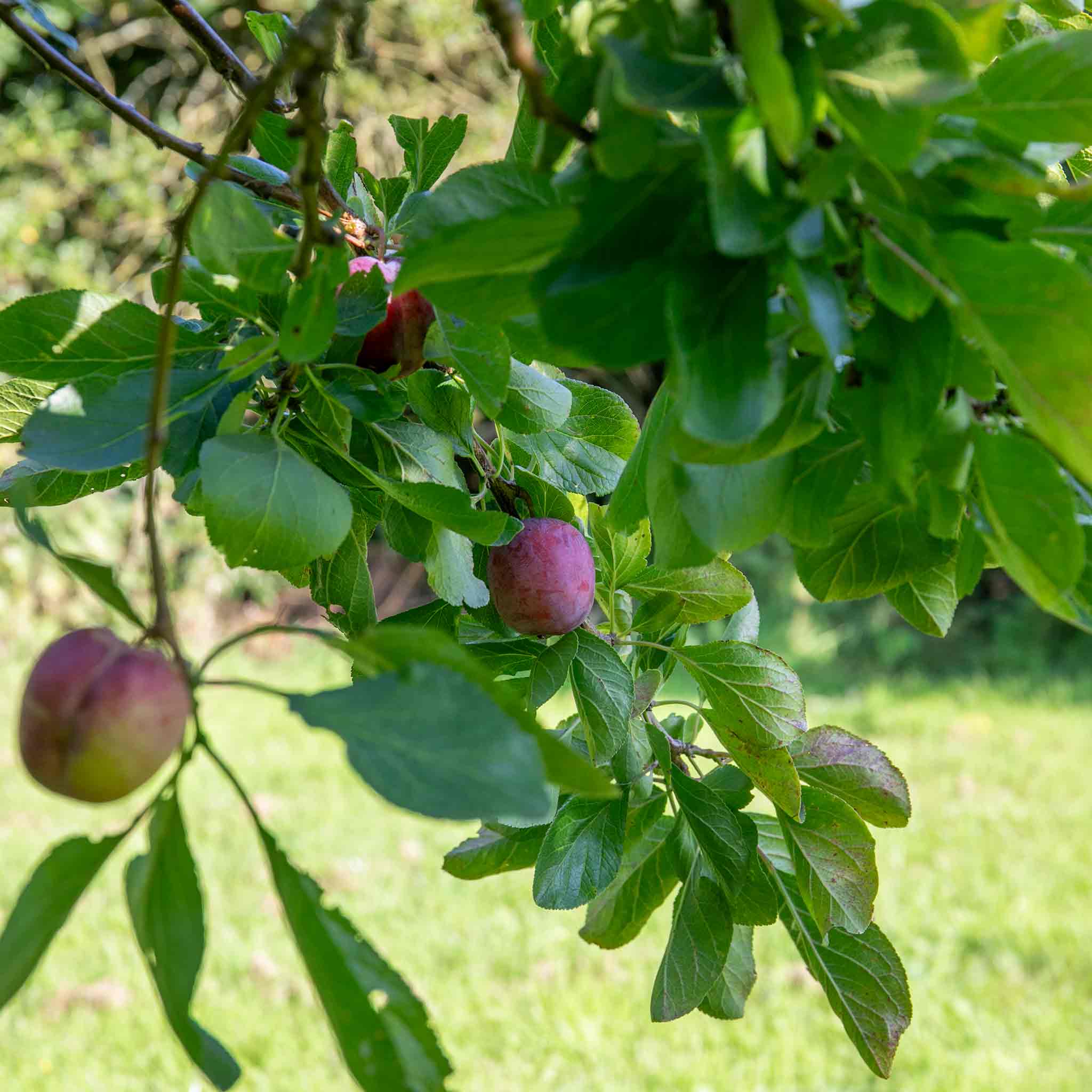 Plum 'Marjories Seedling' - Image 2