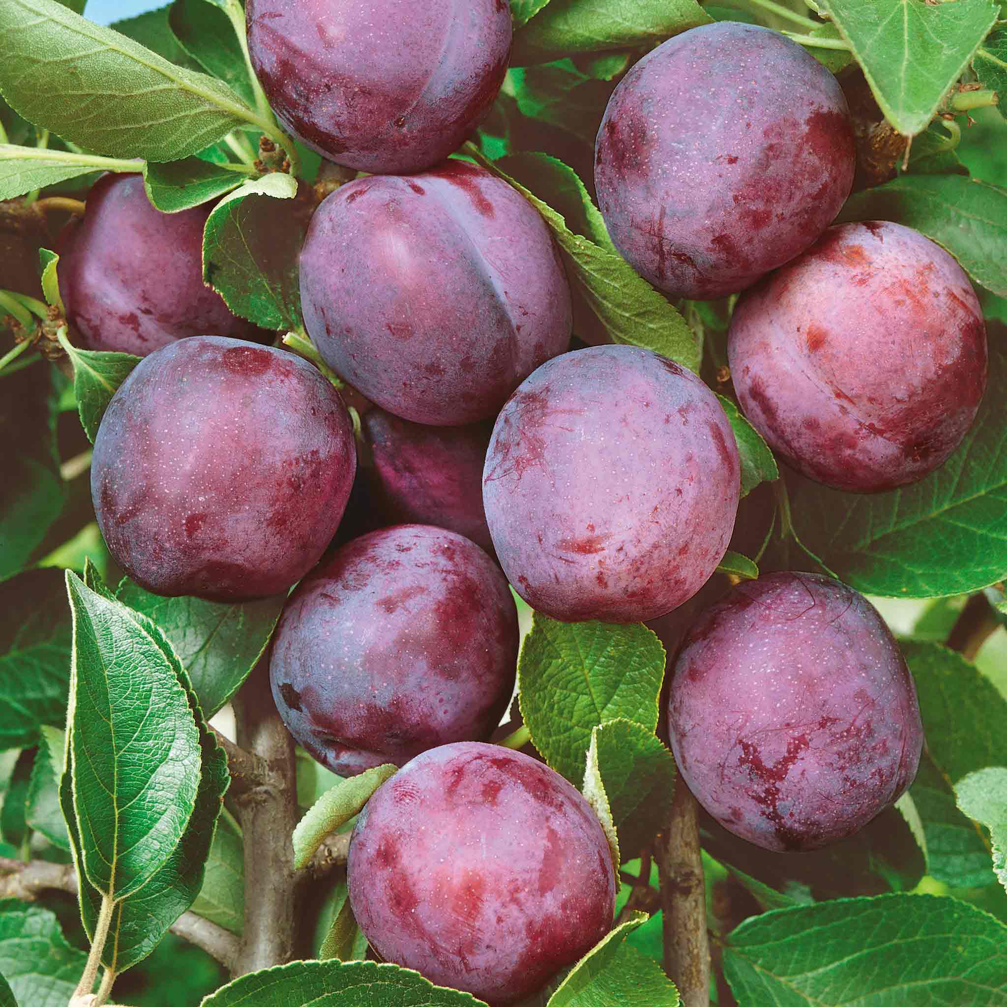 Plum 'Marjories Seedling' - Image 4