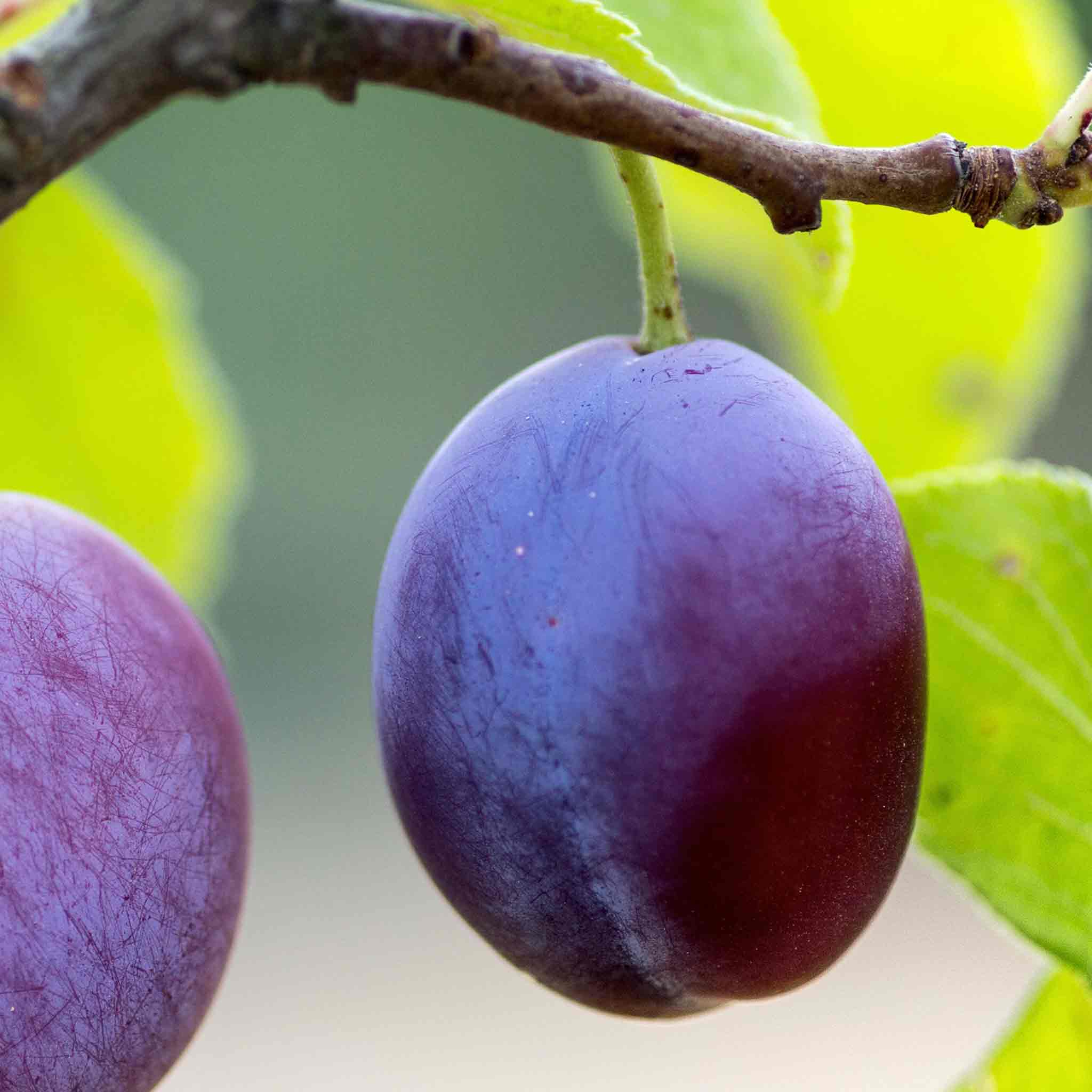 Plum 'Czar' - Image 2