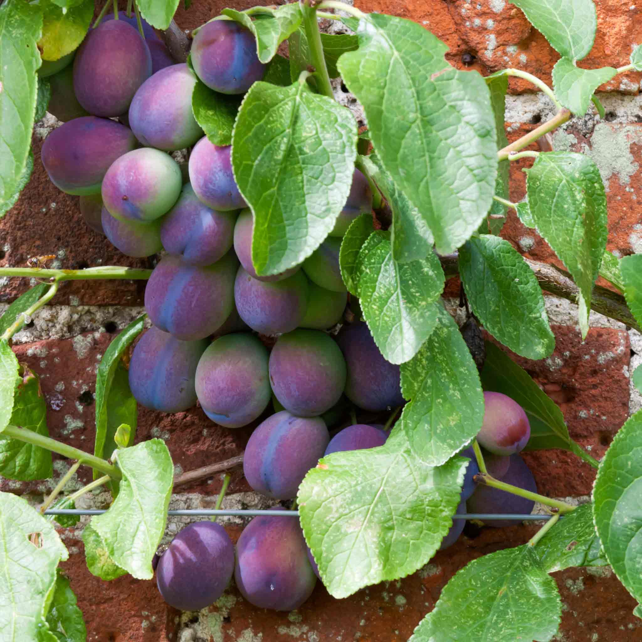 Plum 'Czar' - Image 3