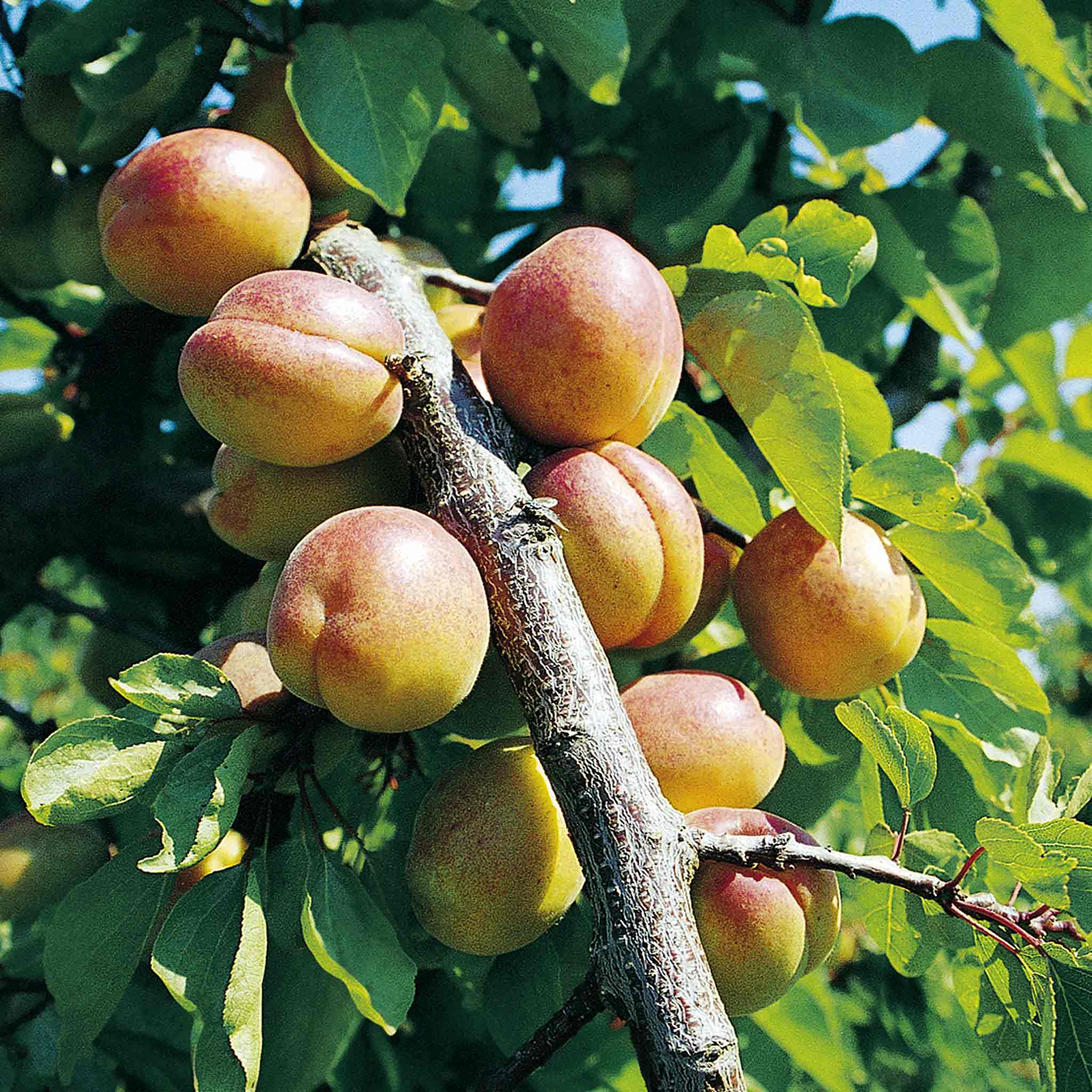 Plum 'Mirabelle de Nancy' - Image 2
