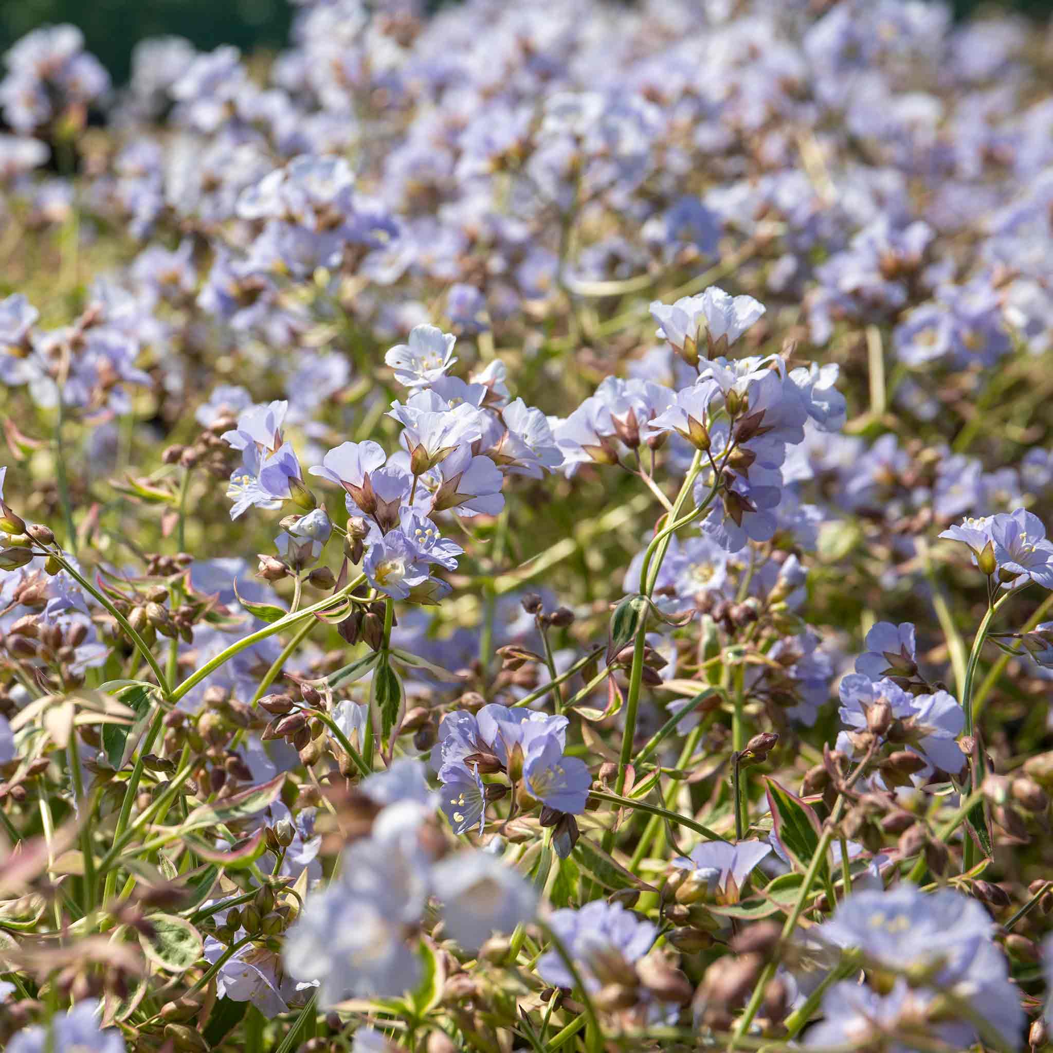 Polemonium 'Stairway To Heaven' - Image 2