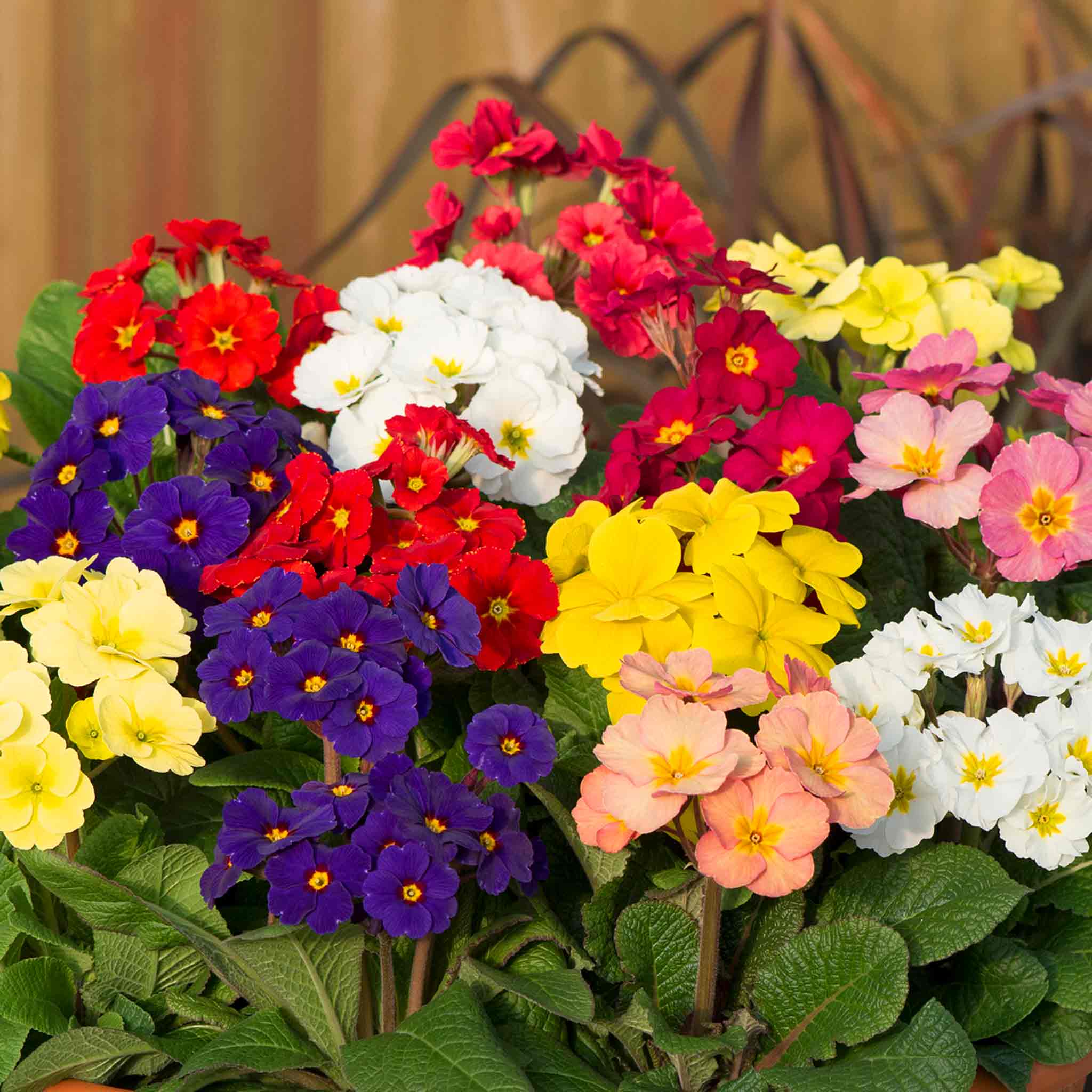 Polyanthus 'Stella Mix' - Image 3