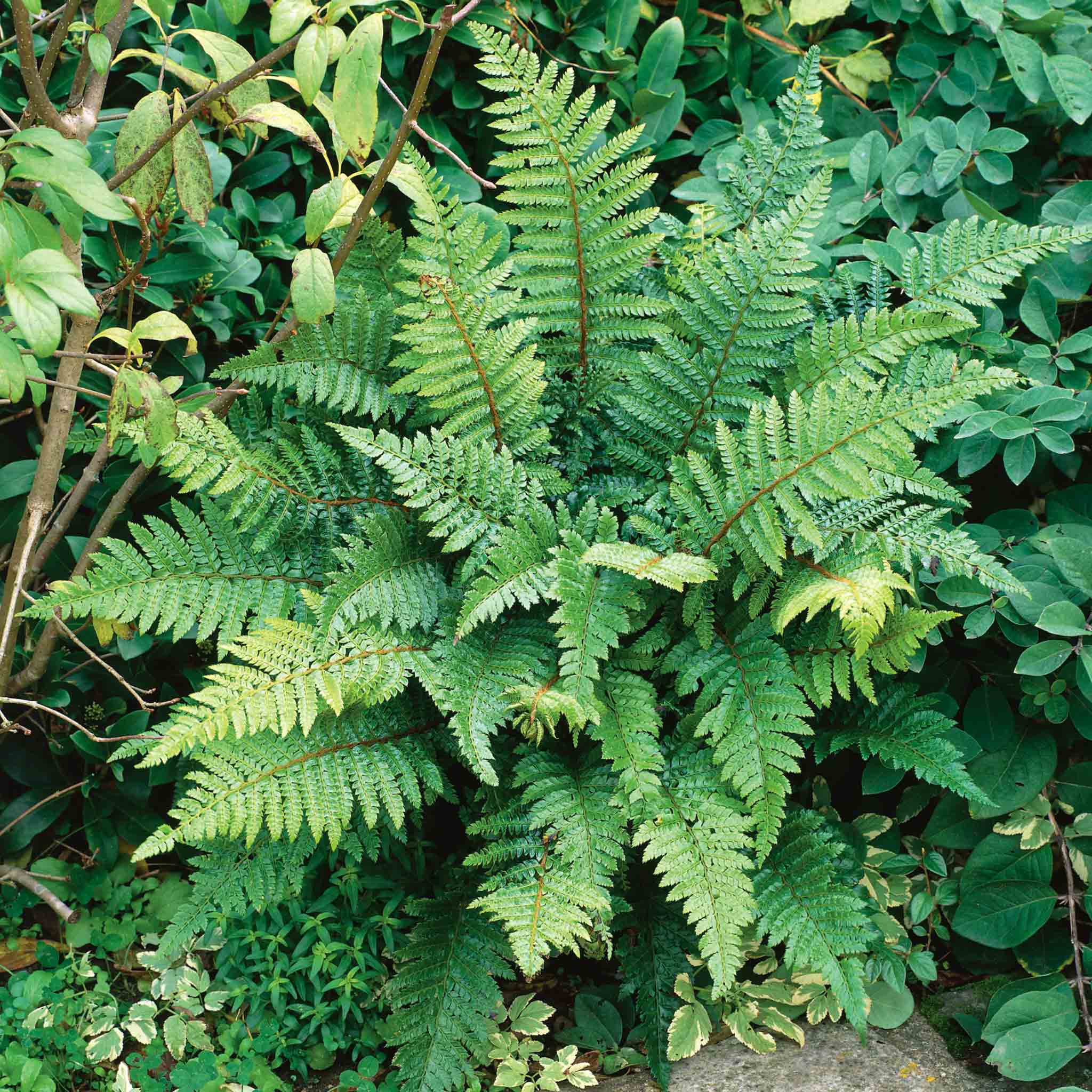 Japanese Lace Fern Plant - Image 8