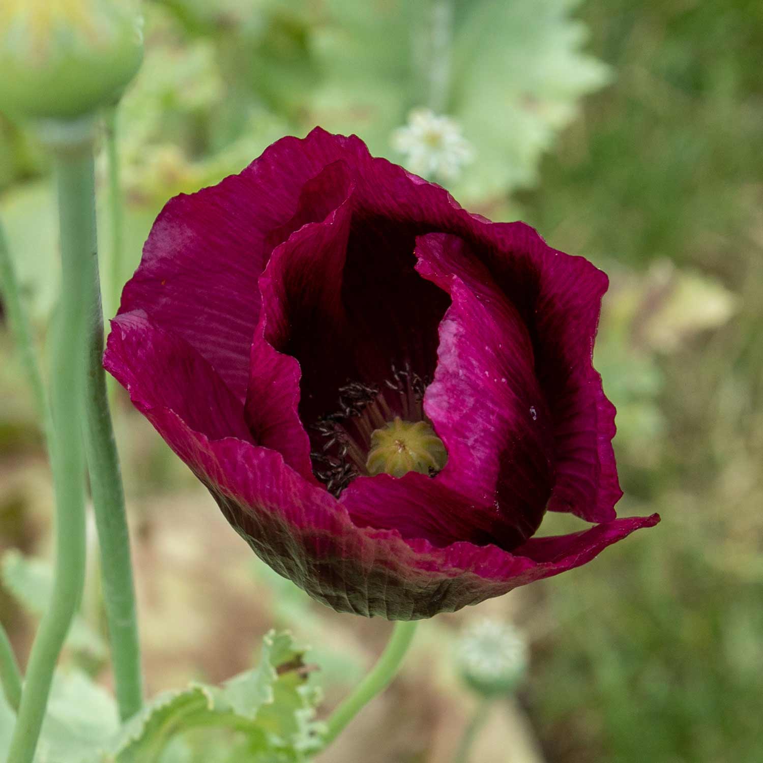 Poppy Seeds 'Lauren's Grape'