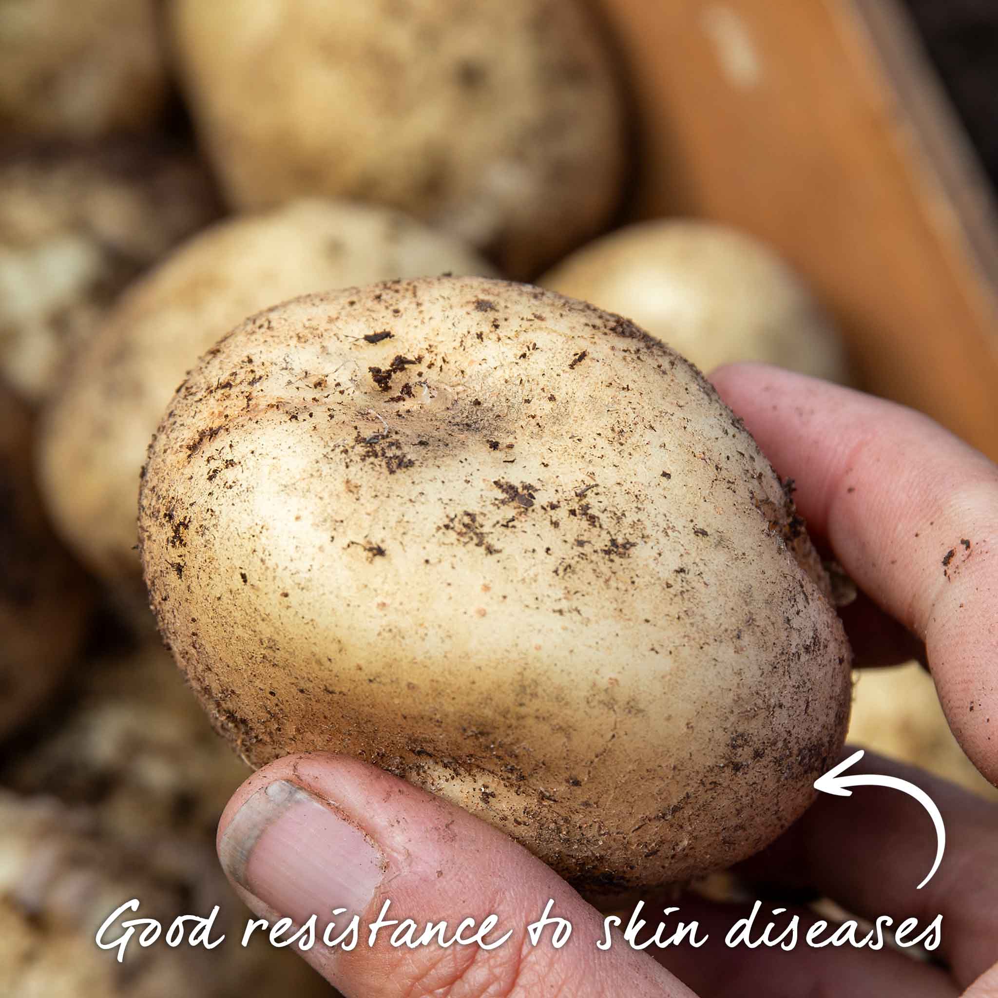 Seed Potato 'Maris Peer' Grow Kit - Image 13