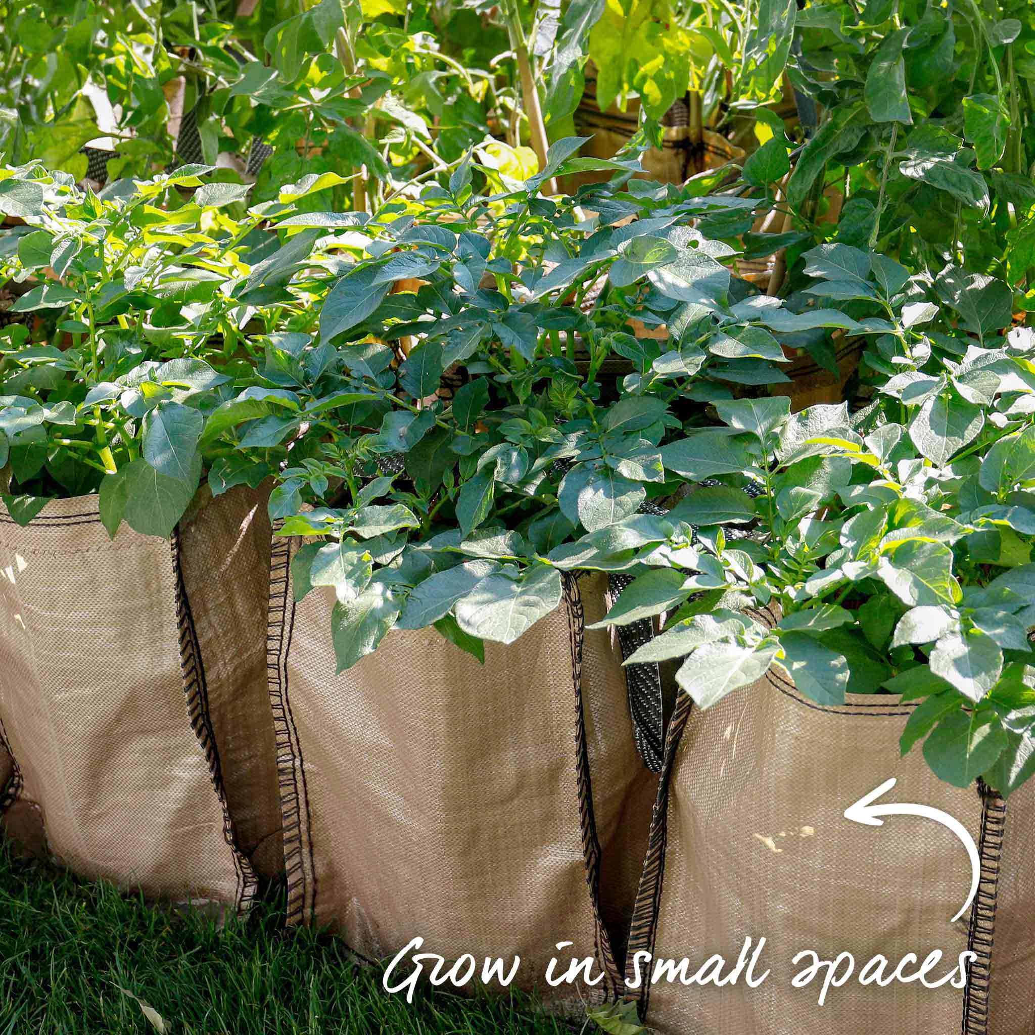 Seed Potato 'Maris Peer' Grow Kit - Image 7