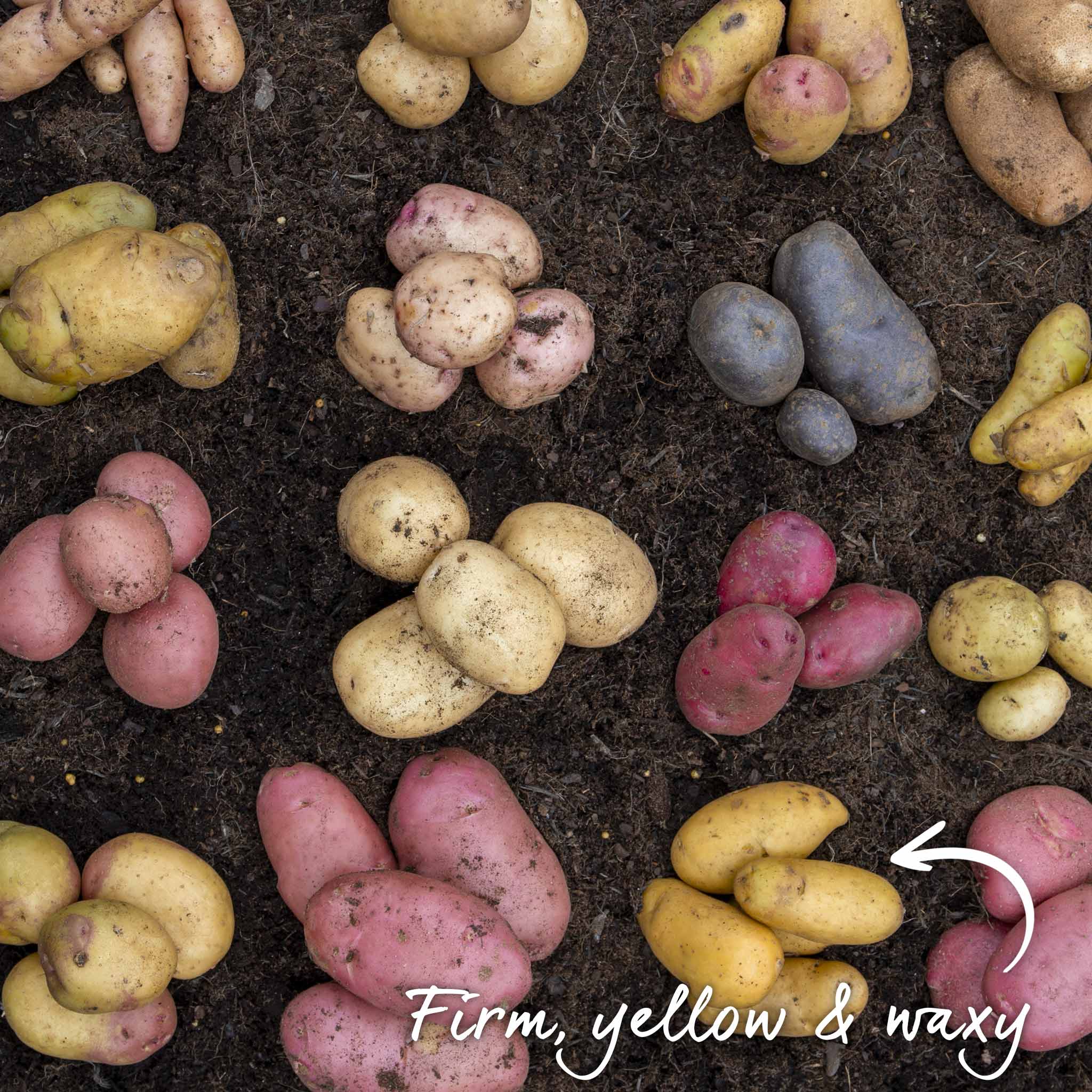 Seed Potato 'Charlotte' - Image 14