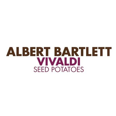 Pre-Chitted Albert Bartlett Seed Potato 'Vivaldi' - Image 15
