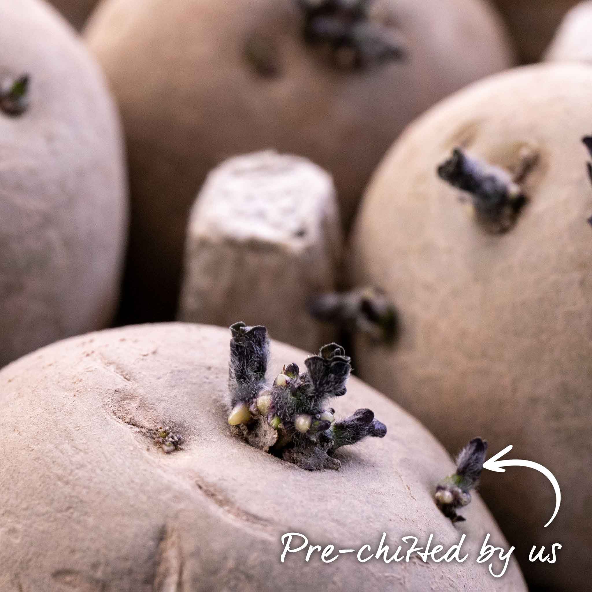 Pre-Chitted Seed Potato 'King Edward' - Image 4