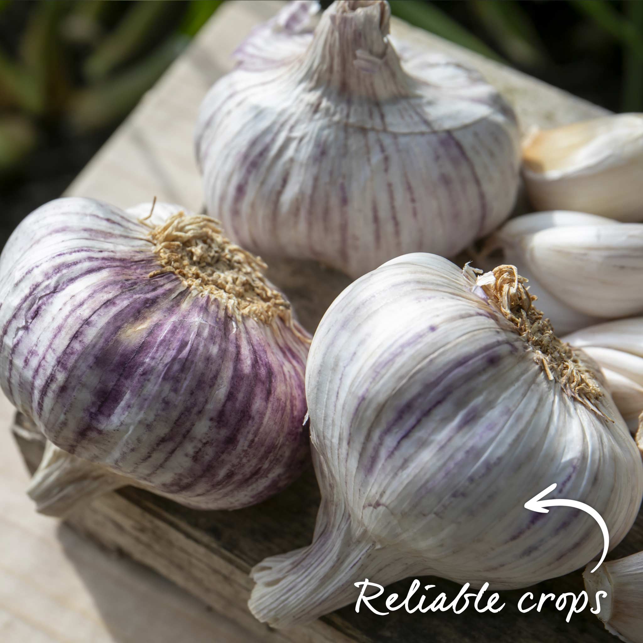 Autumn Planting Pre-Rooted Garlic 'Germidour' - Image 4