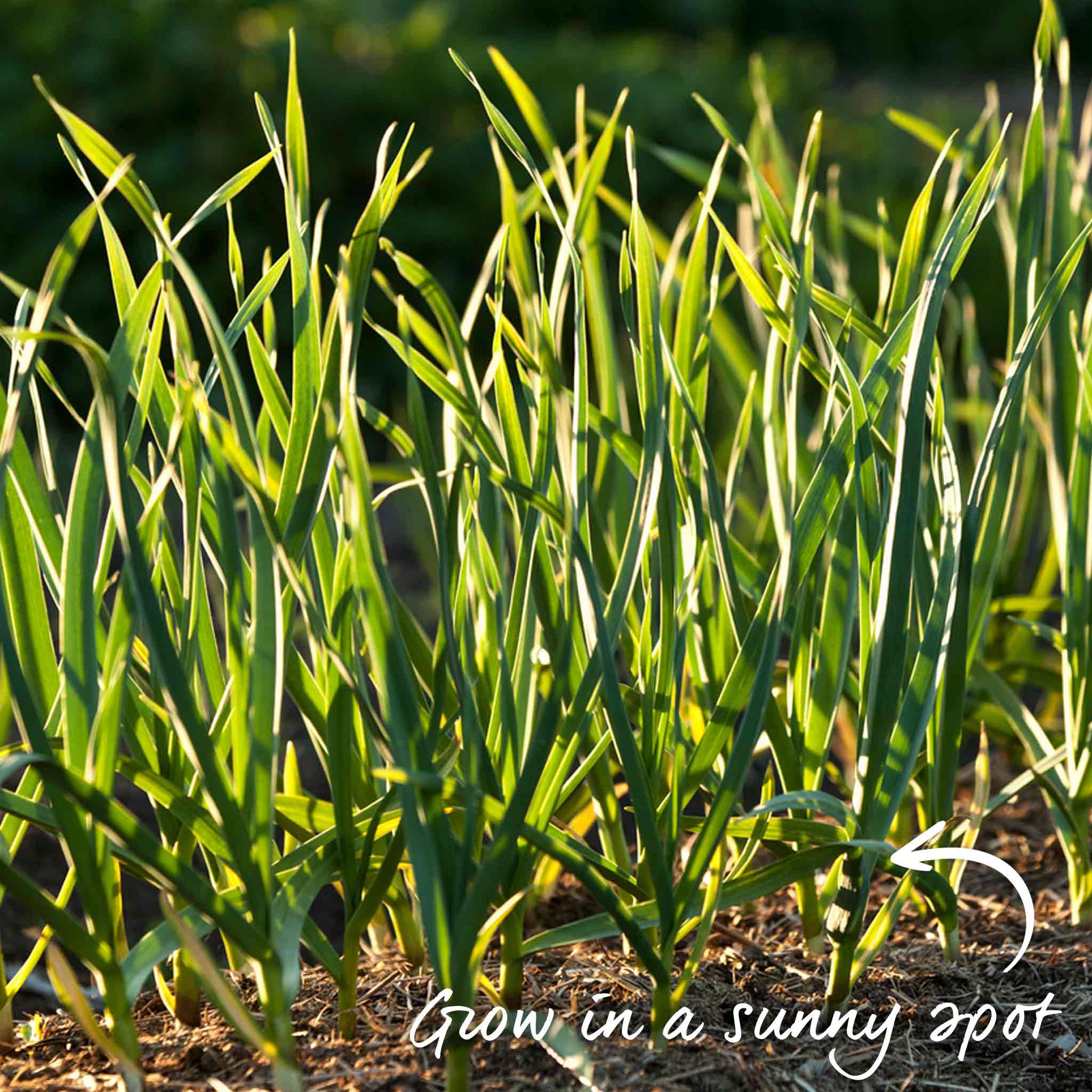 Autumn Planting Pre-Rooted Garlic 'Germidour' - Image 6