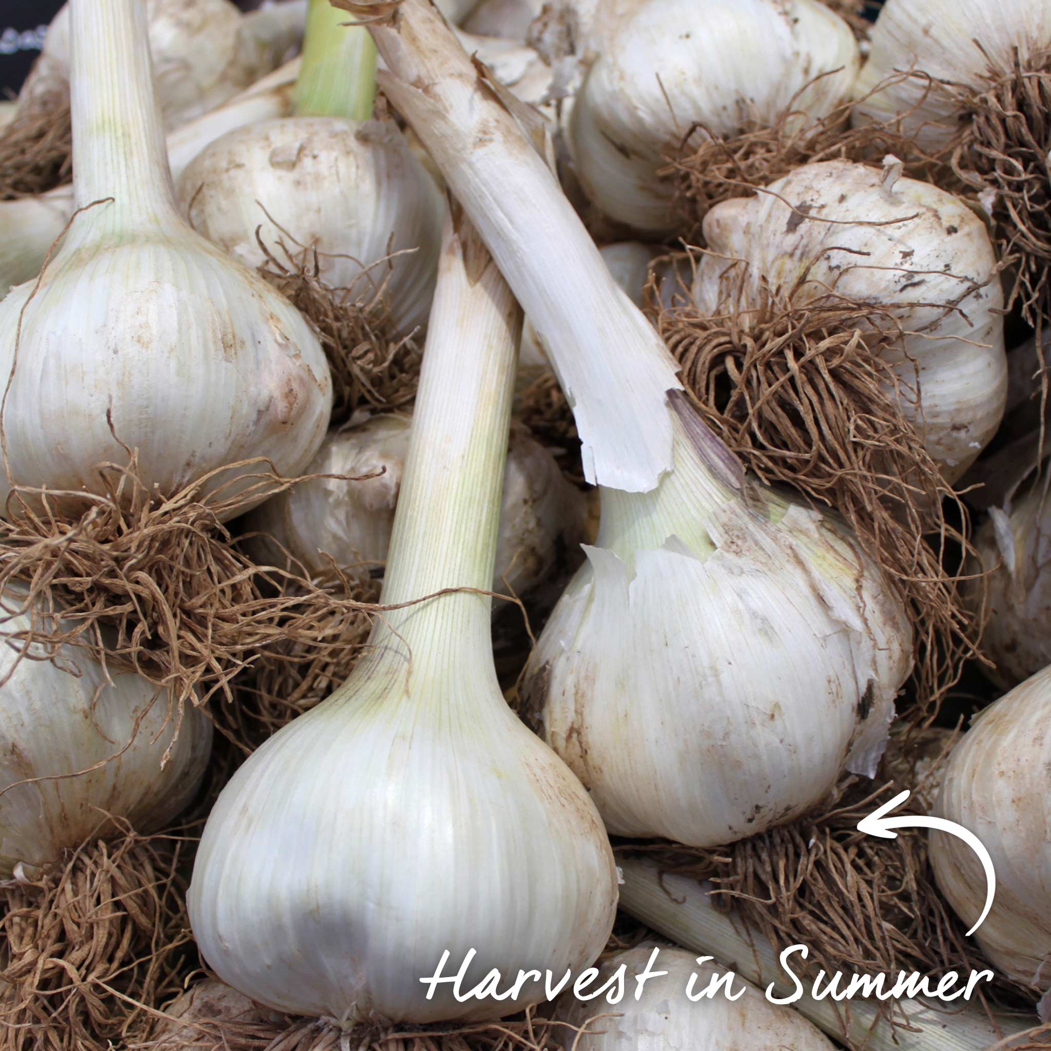 Autumn Planting Pre-Rooted Garlic 'Provence Wight' - Image 8