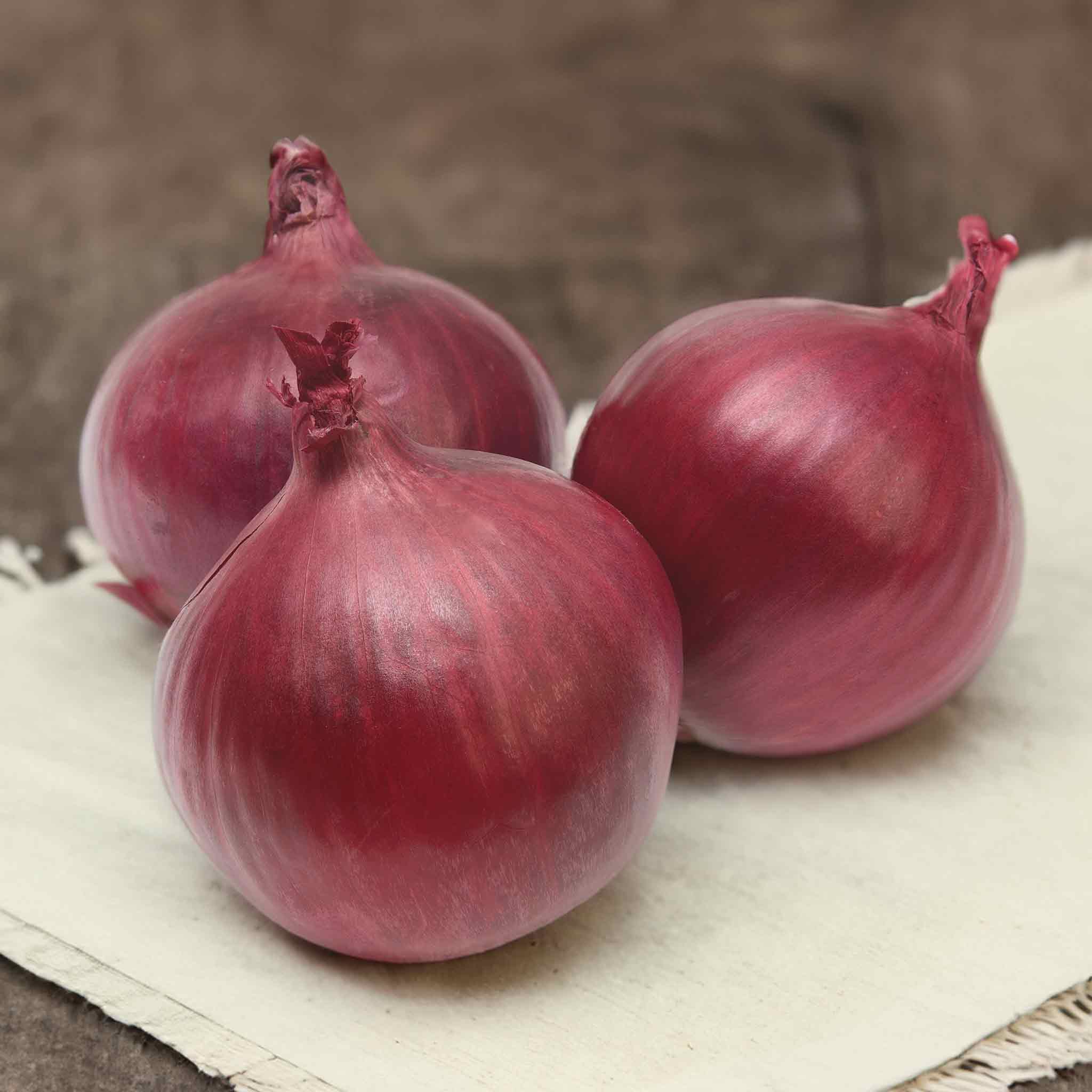 Autumn Planting Pre-Rooted Onion 'Akado' - Image 9