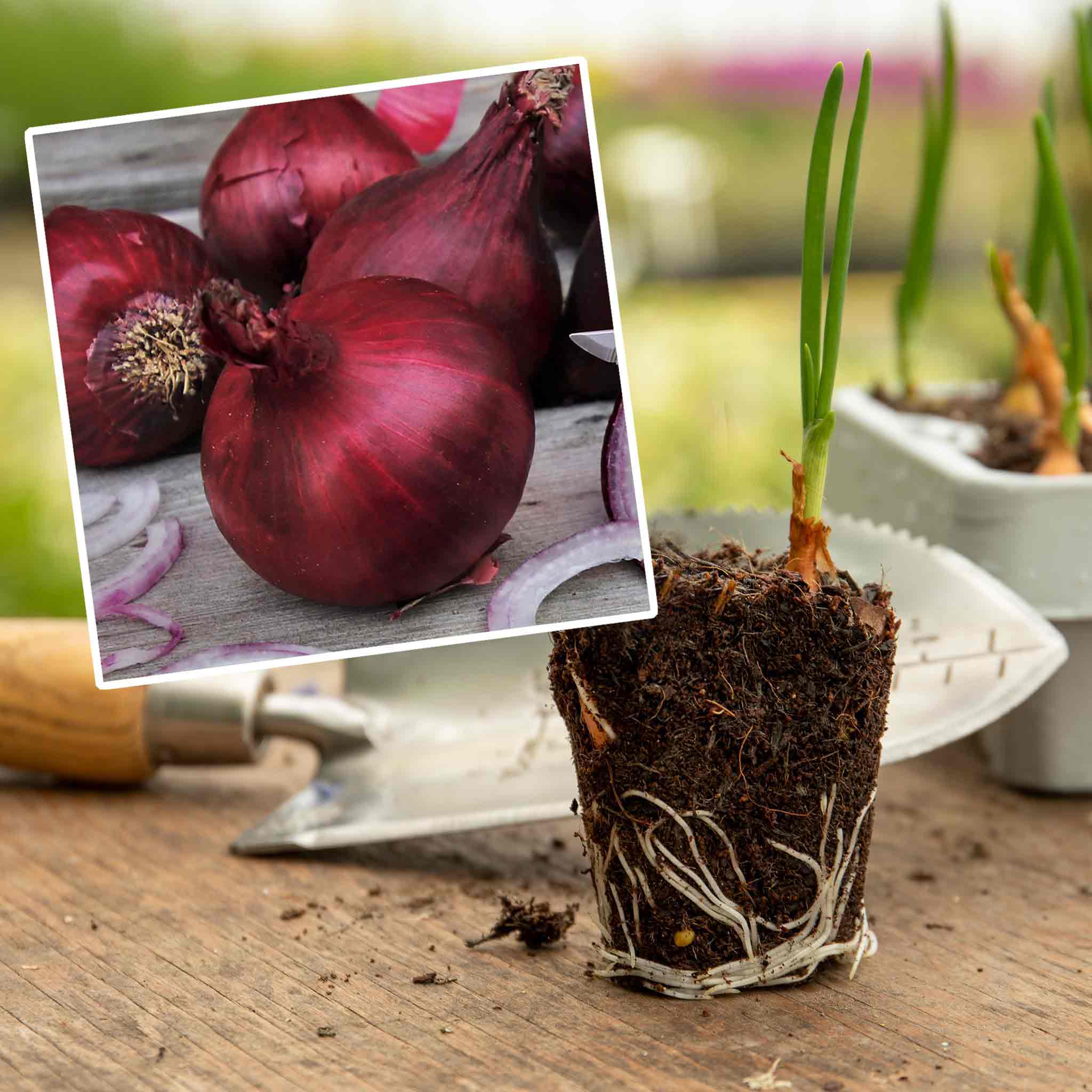 Autumn Planting Pre-Rooted Onion 'Red Baron'