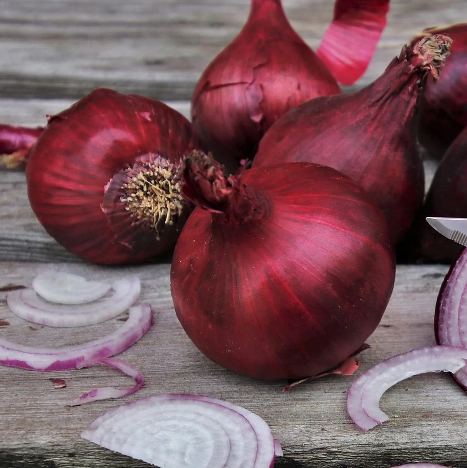 Autumn Planting Pre-Rooted Onion 'Red Baron' - Image 2
