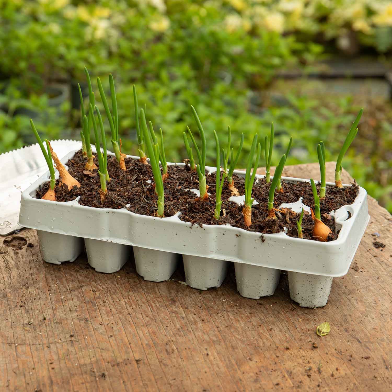 Spring Planting Pre-Rooted Onions Spring 'Red and White' Mix - Image 5