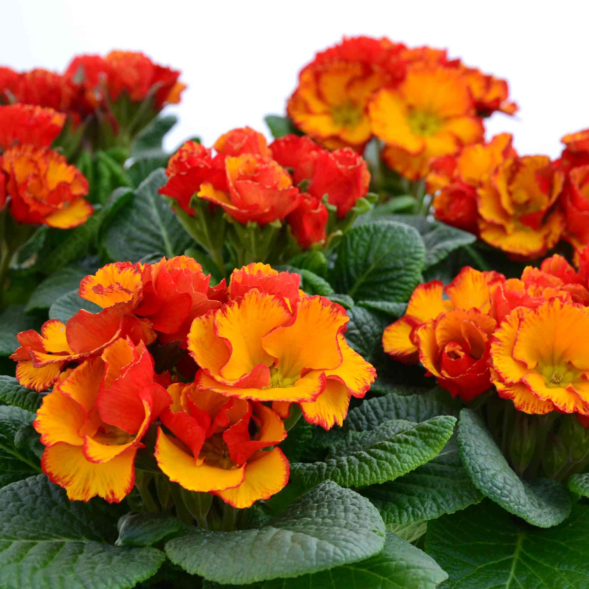 Primula 'Chinese New Year' - Image 3