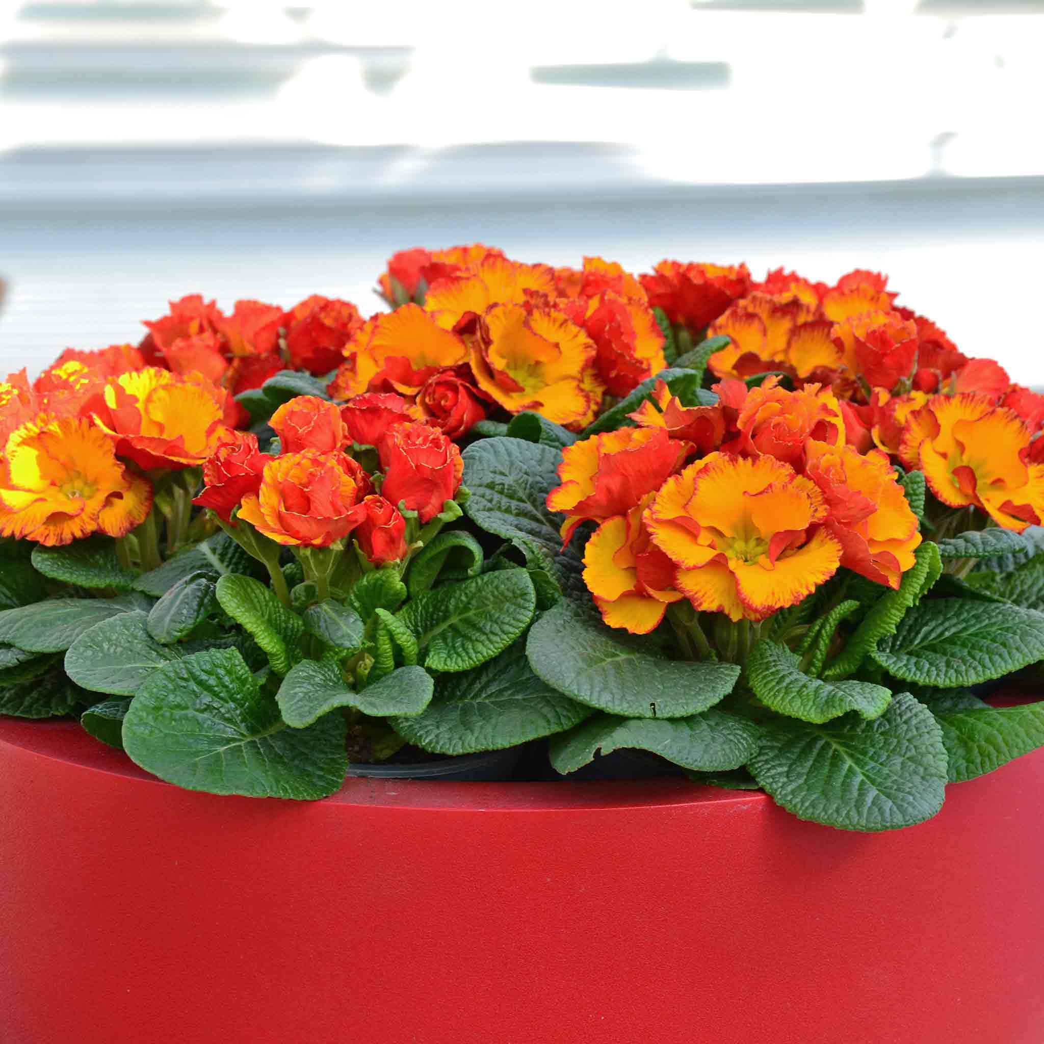 Primula 'Chinese New Year' - Image 4