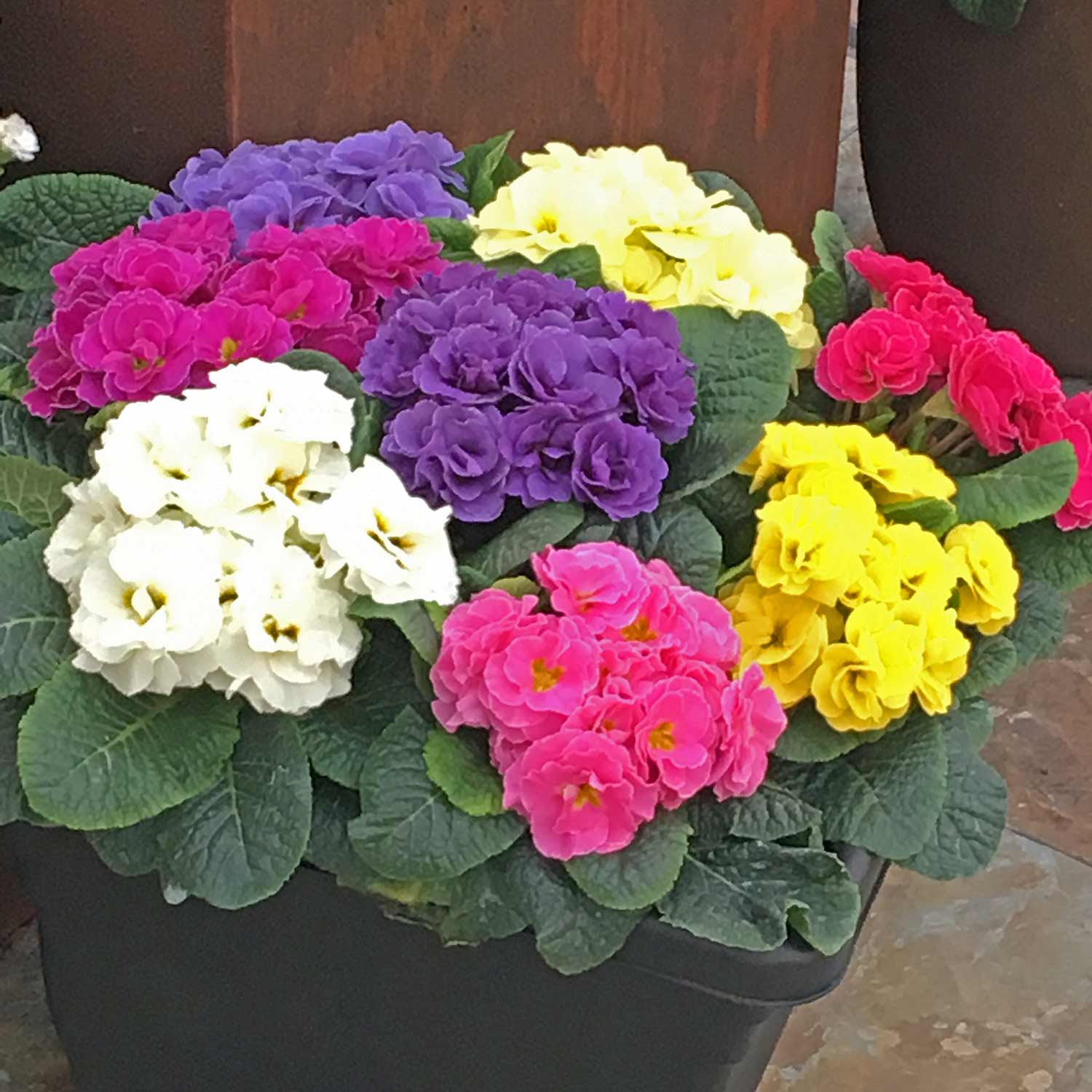 Primrose 'Rubens Mix' - Image 4