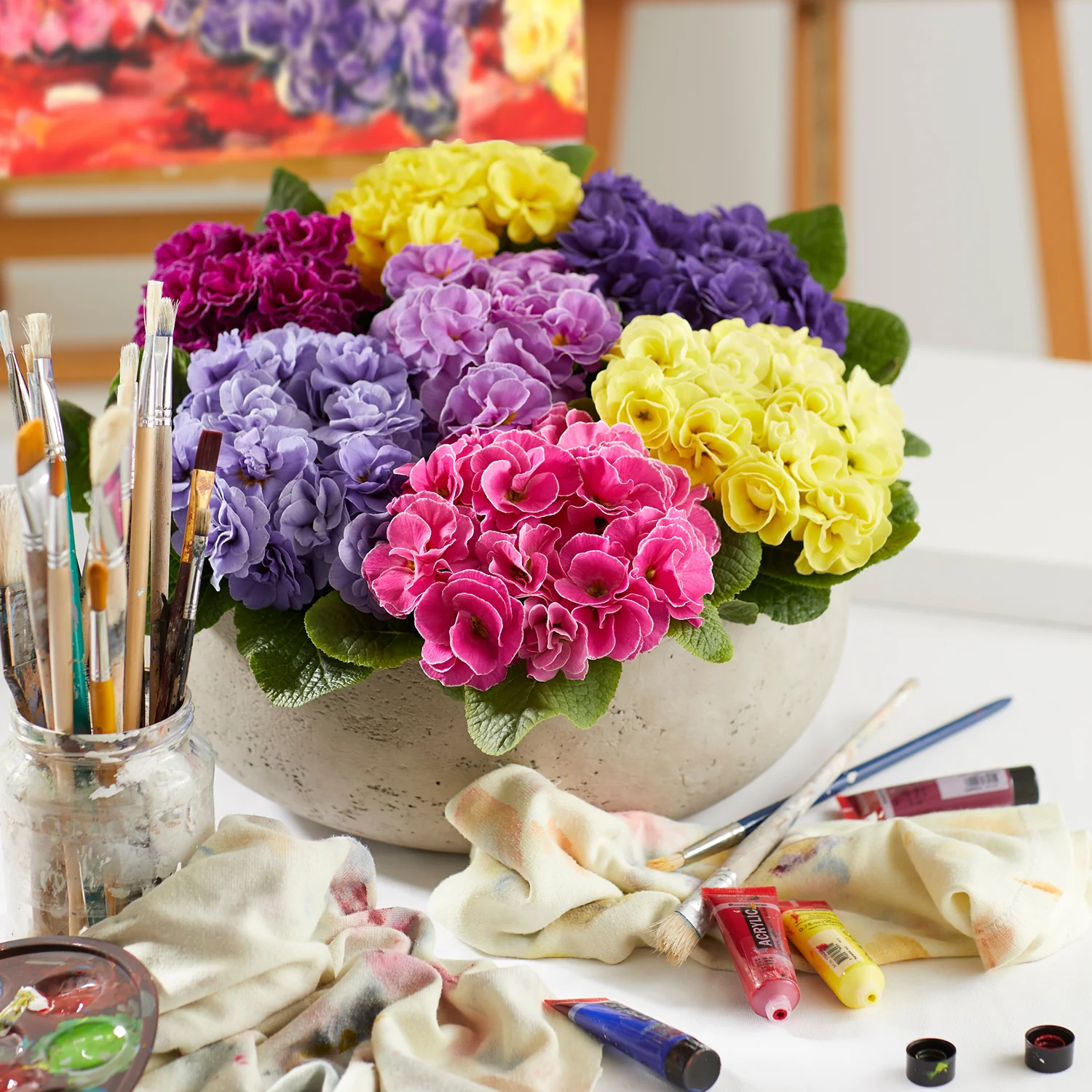 Primrose 'Rubens Mix' - Image 6
