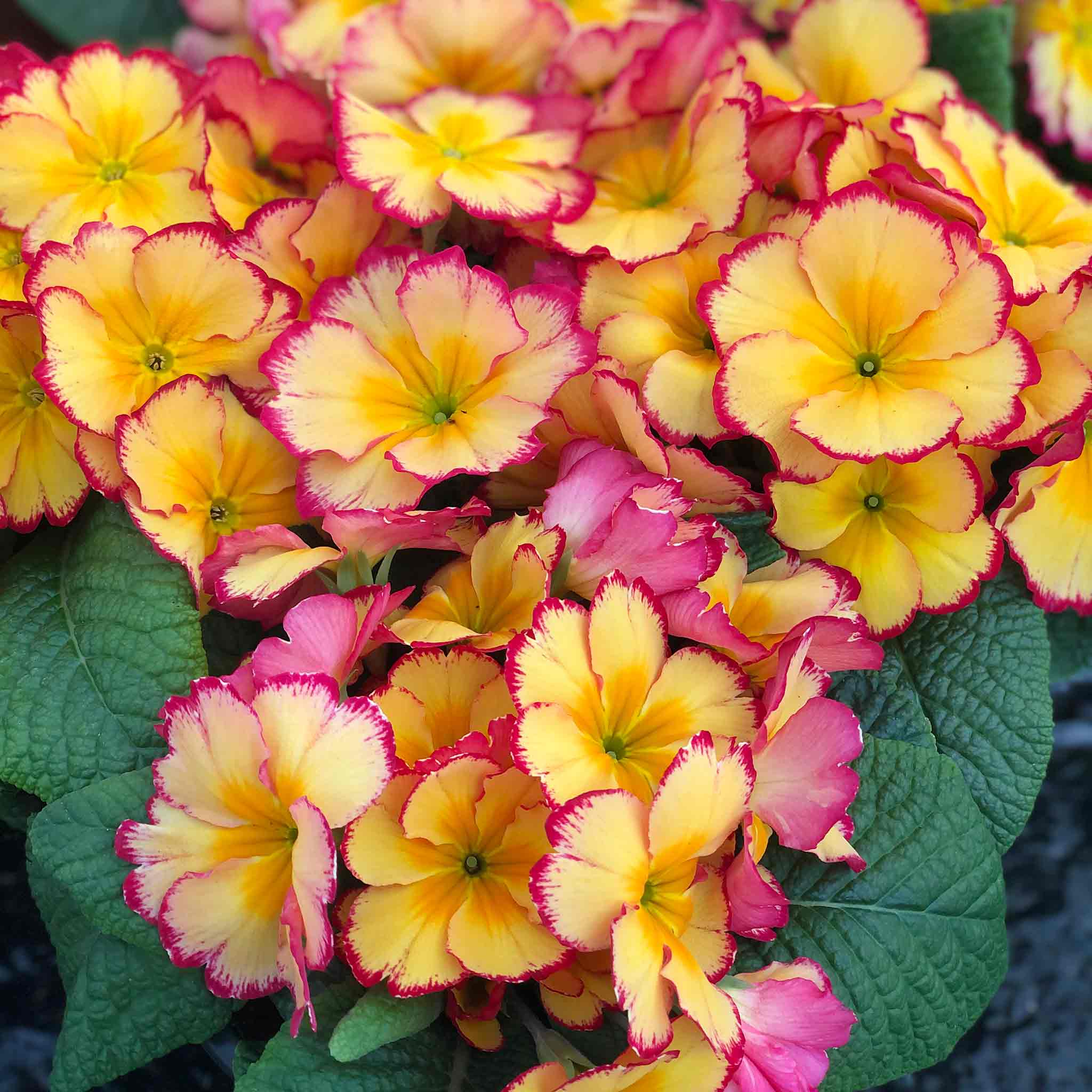 Primrose 'Scentsation Rhubarb and Custard' - Image 3