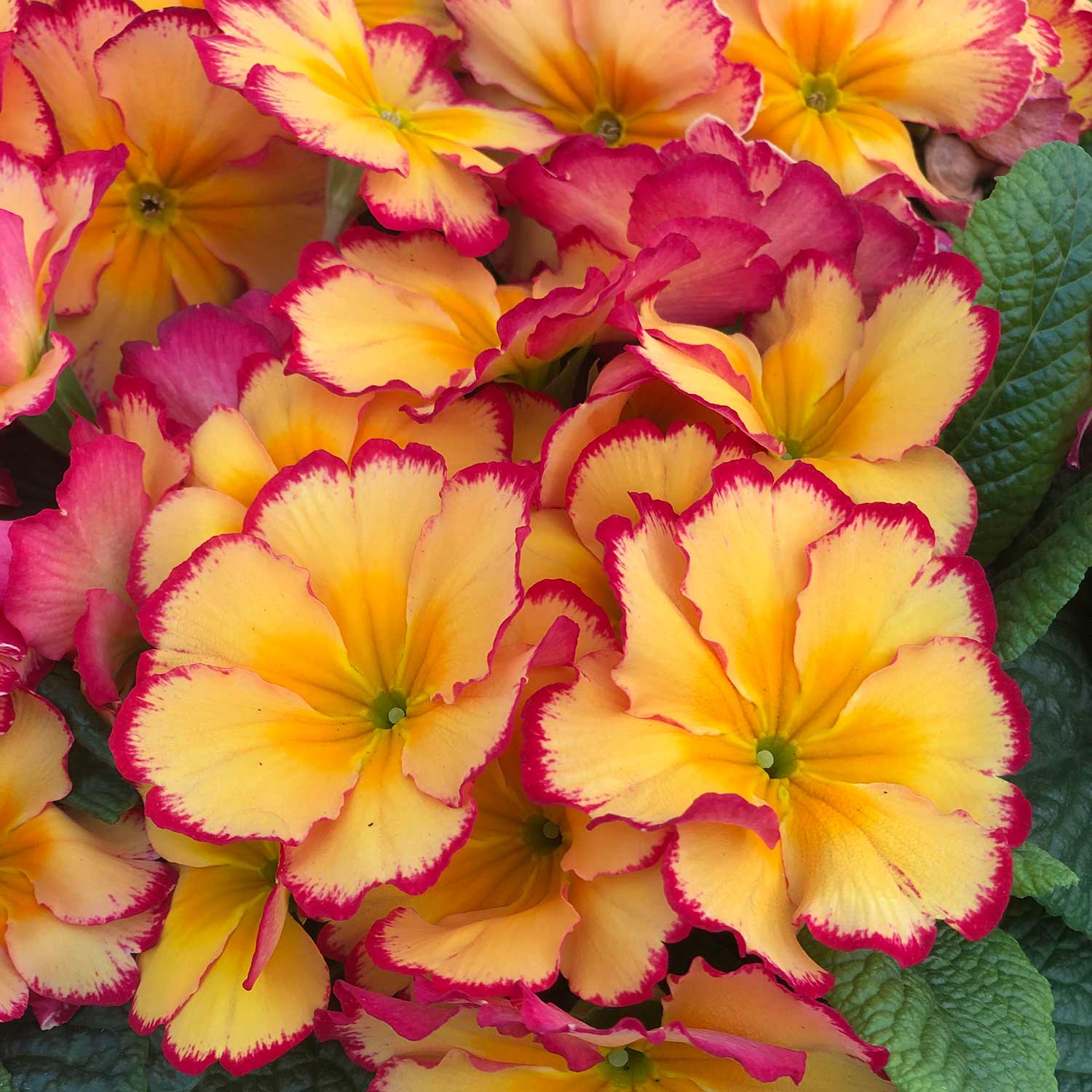 Primrose 'Scentsation Rhubarb and Custard' - Image 4