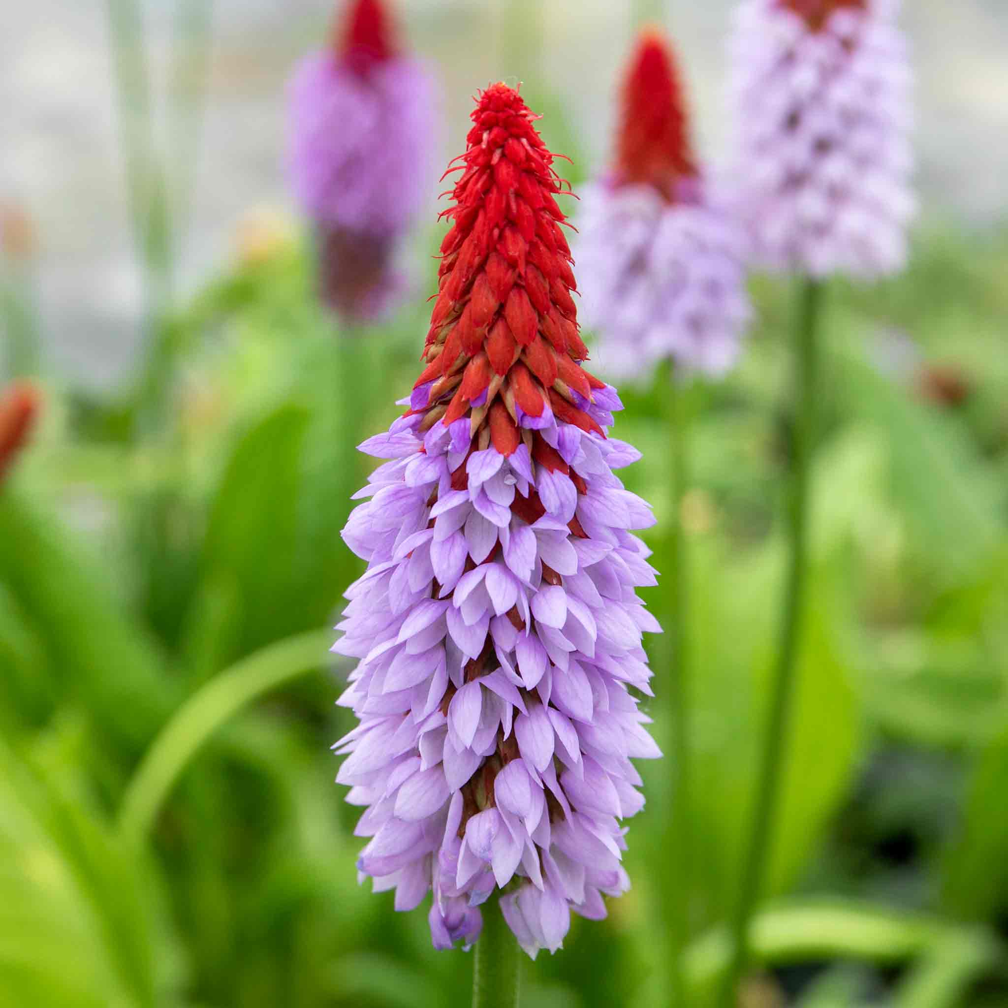 Primula 'Vialii Red Hot Poker' - Image 3