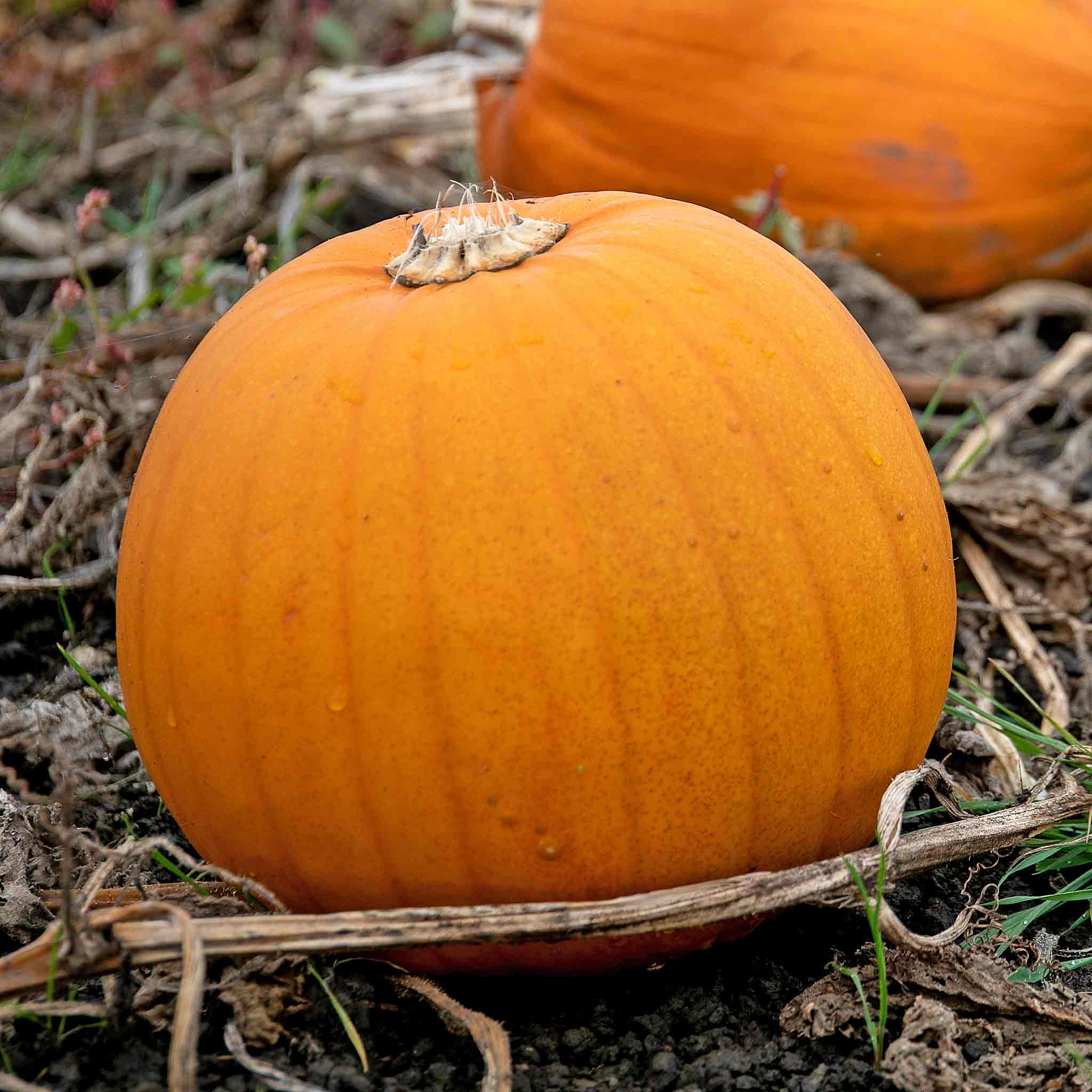 Pumpkin 'Halloween Collection' - Image 4