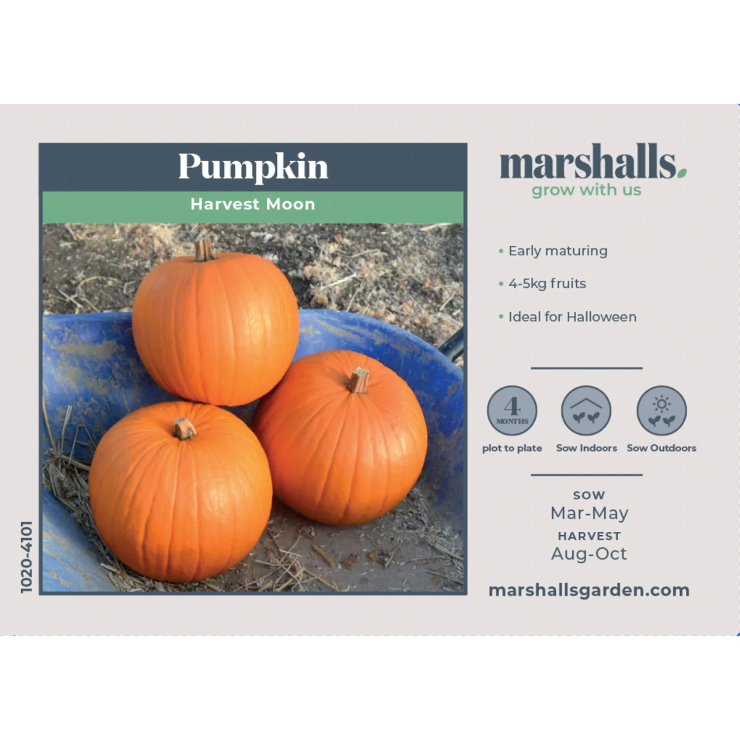Pumpkin Seeds 'Harvest Moon' - Image 2