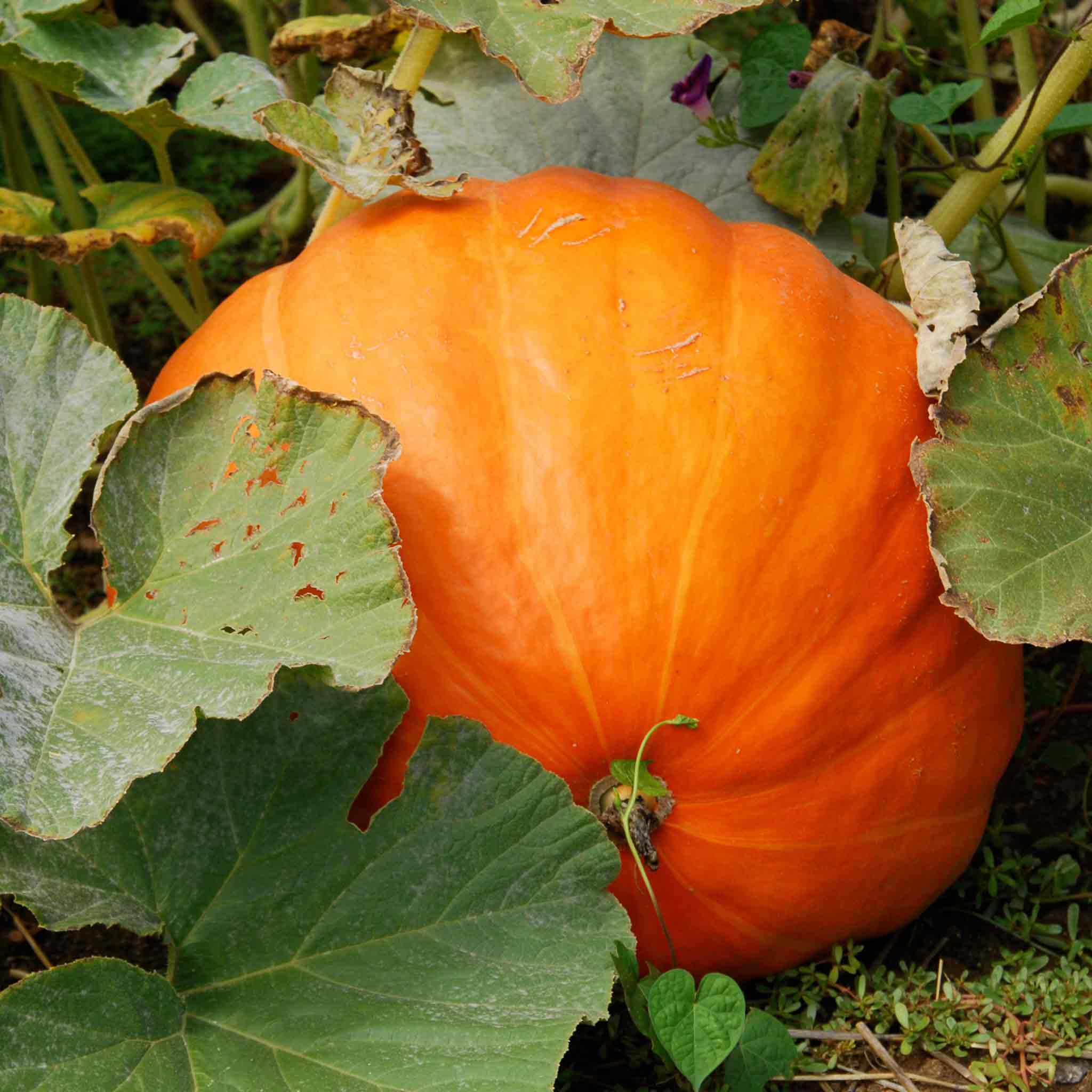 Pumpkin Seeds 'Mammoth' - Image 2