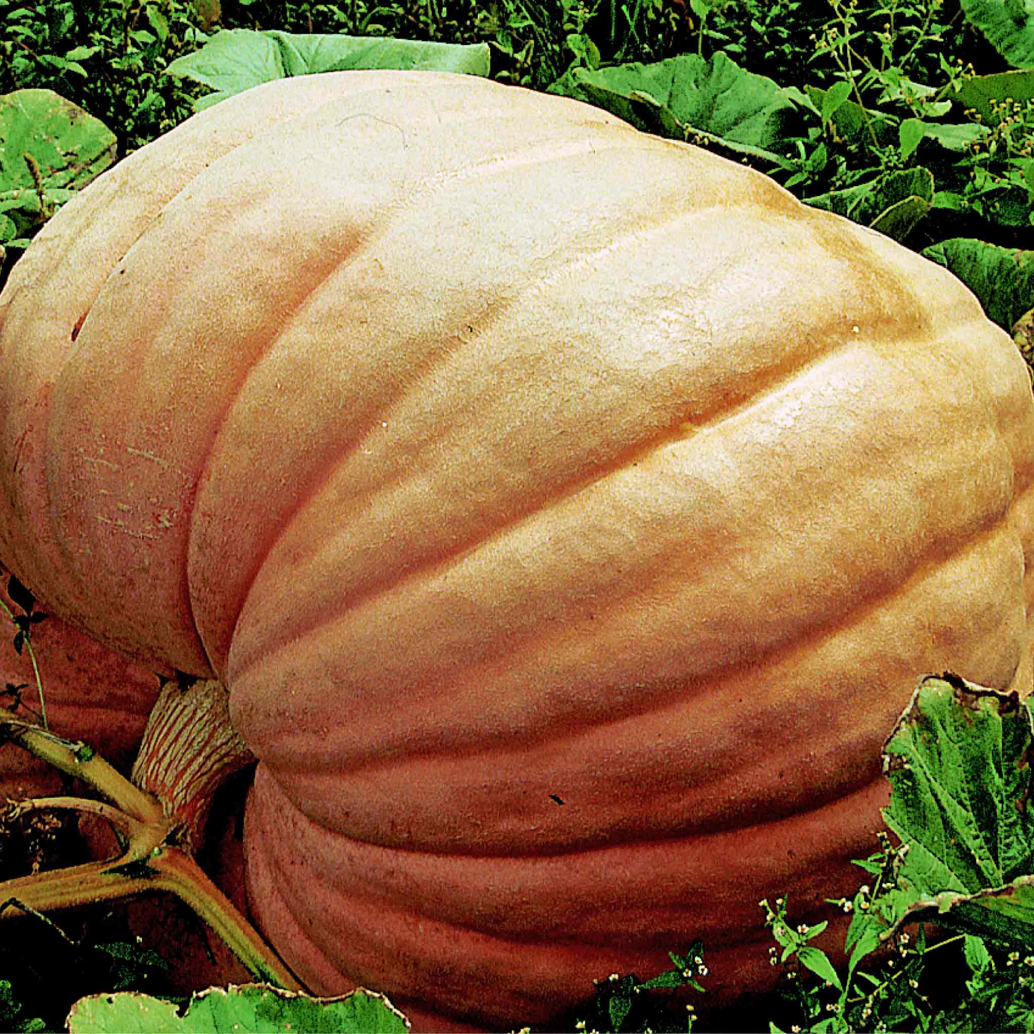 Pumpkin 'Prizewinner' - Image 2