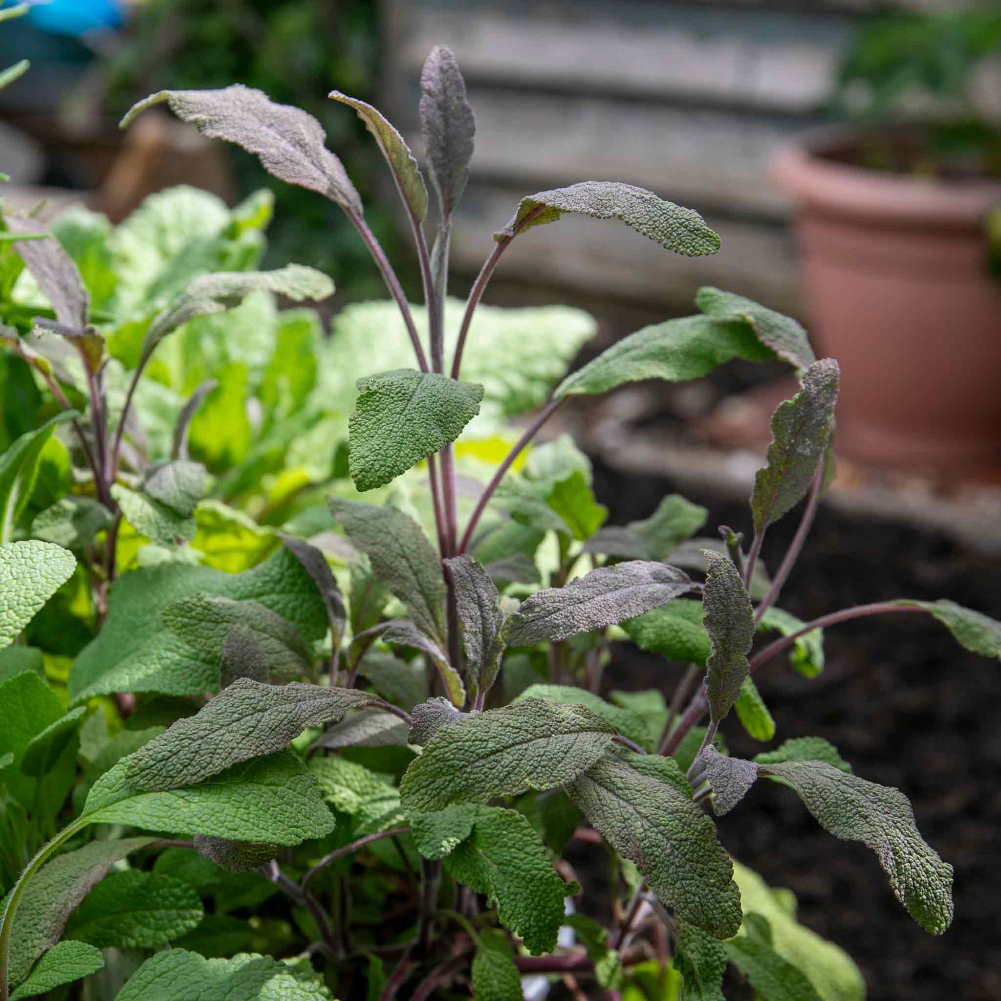 Sage 'Purple Salvia Officinalis Purpurascens' - Image 3