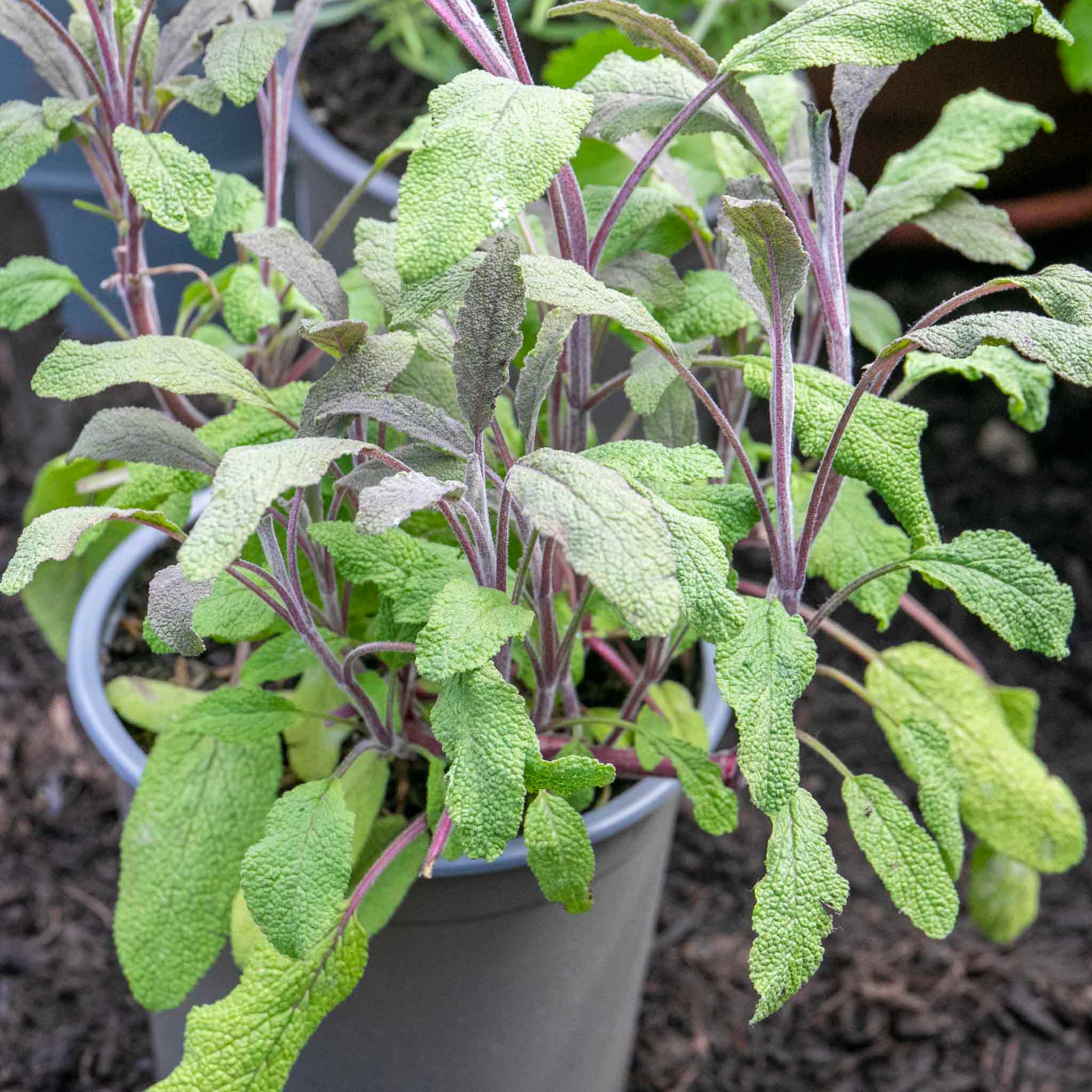 Sage 'Purple Salvia Officinalis Purpurascens' - Image 5