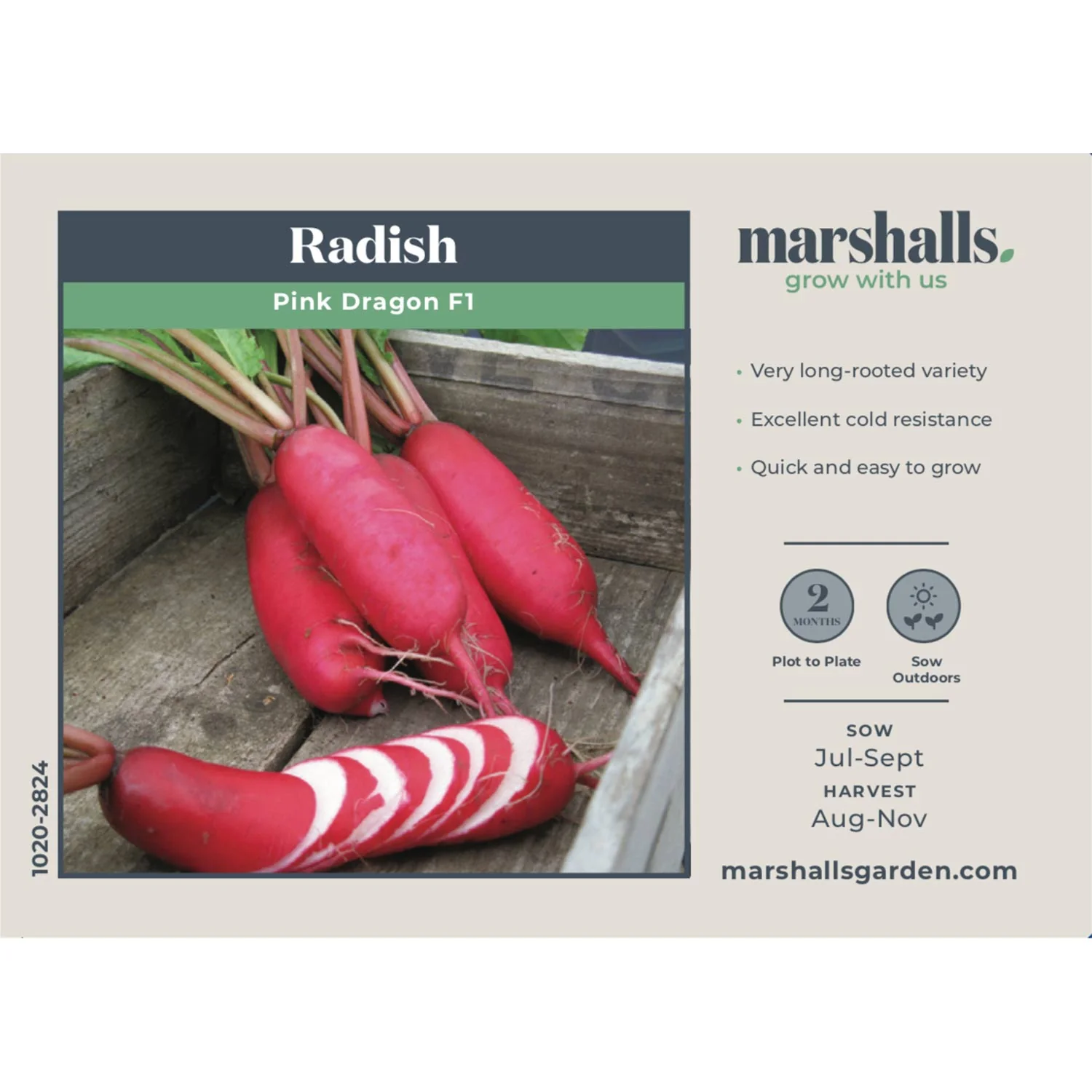Radish Seeds 'Pink Dragon' - Image 2