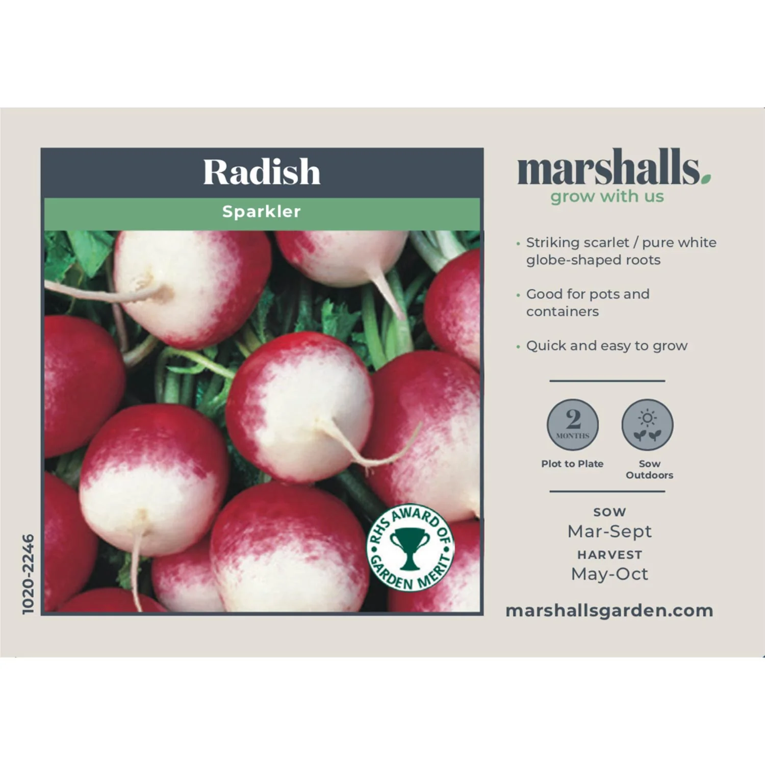 Radish Seeds 'Sparkler' - Image 2