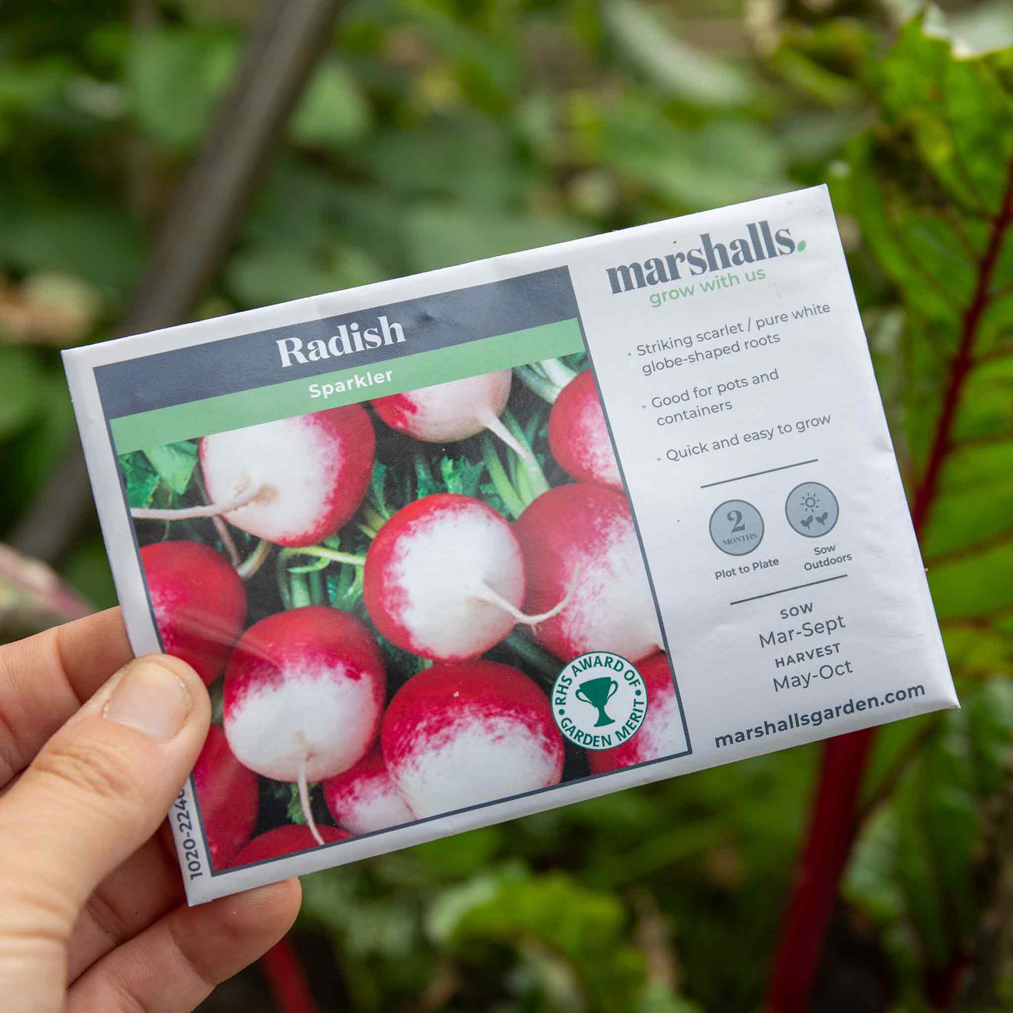 Radish Seeds 'Sparkler' - Image 4