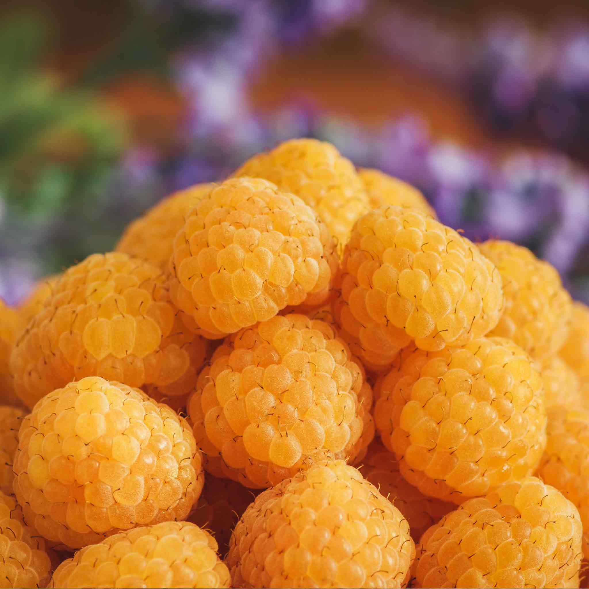 Raspberry 'All Gold'