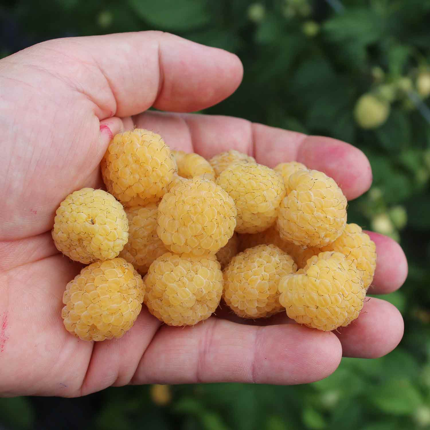 Raspberry 'Goodasgold'