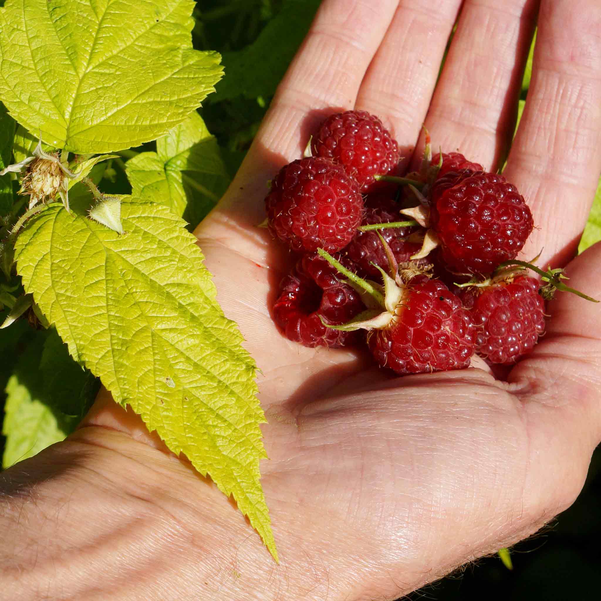 Raspberry 'Groovy' - Image 2