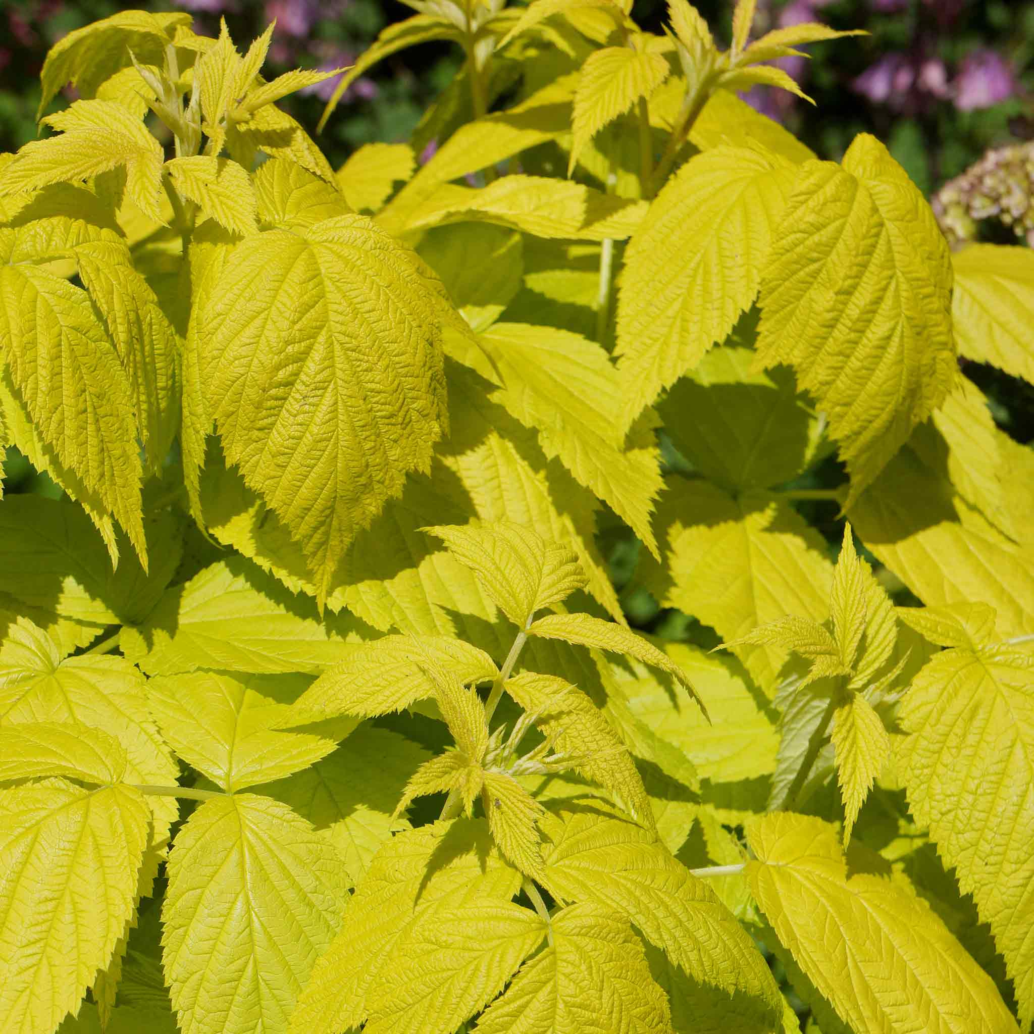 Raspberry 'Groovy' - Image 3