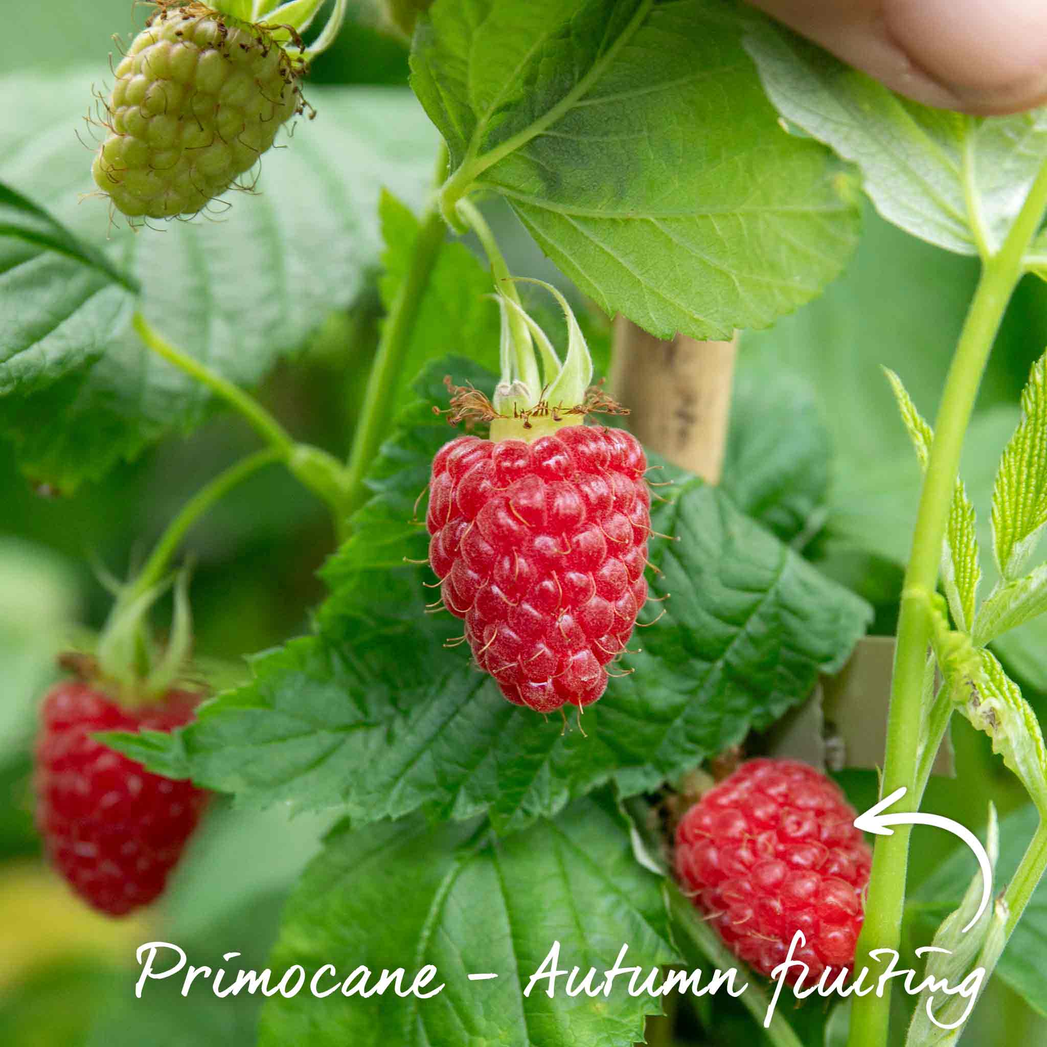 Raspberry 'Imara' - Image 2