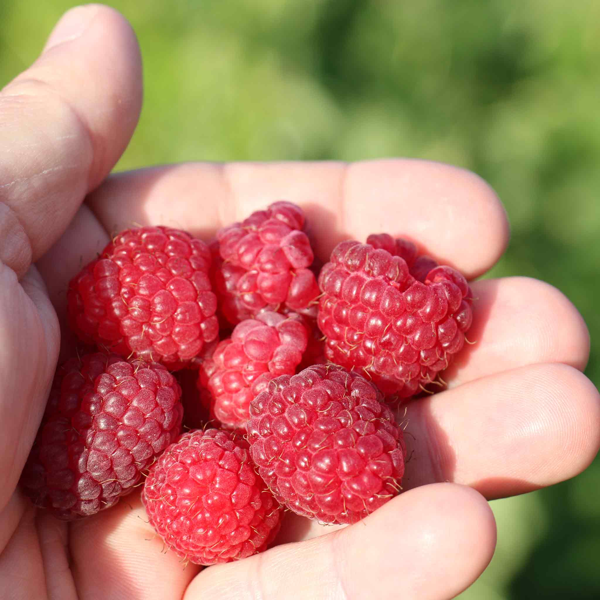 Thornless Raspberry Lowberry 'Little Sweet Sister' - Image 3