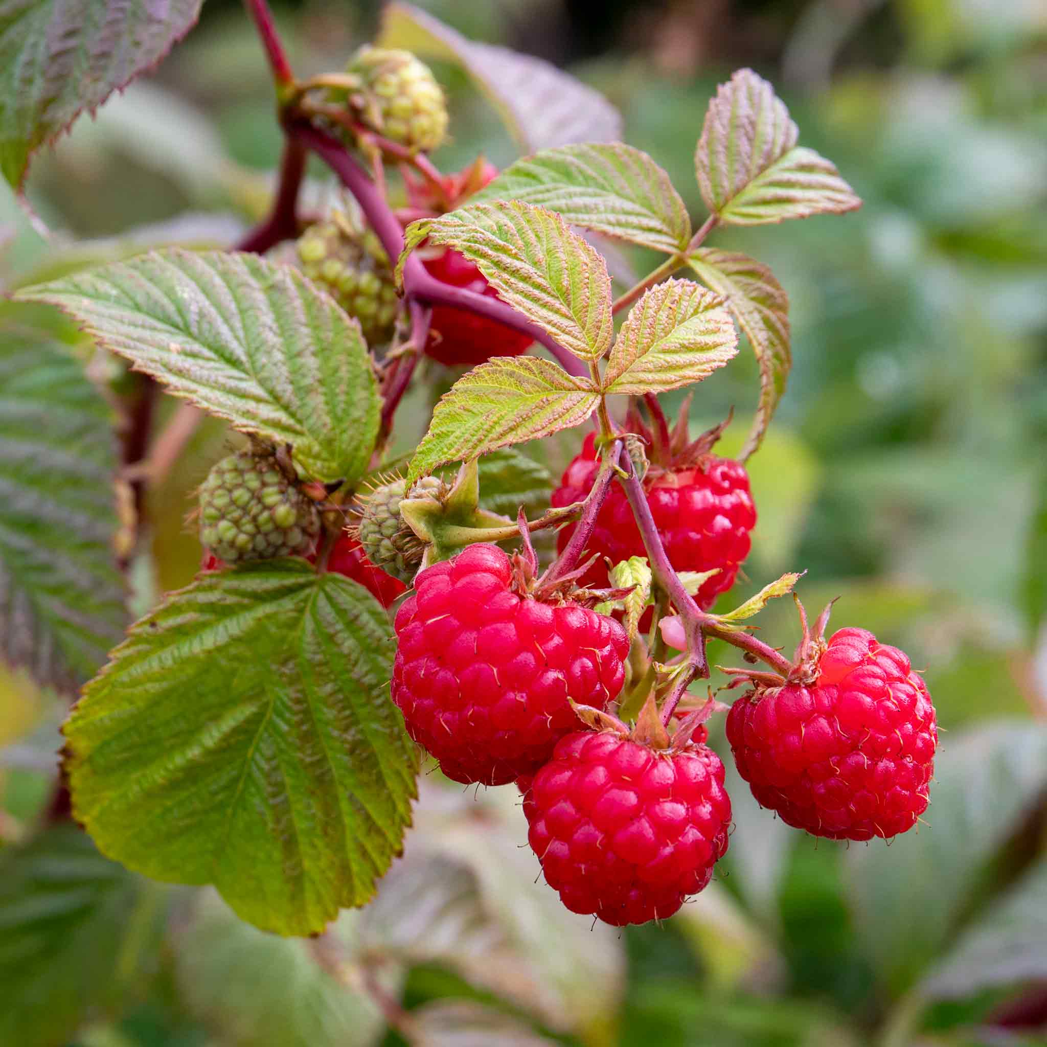 Raspberry 'Paris'
