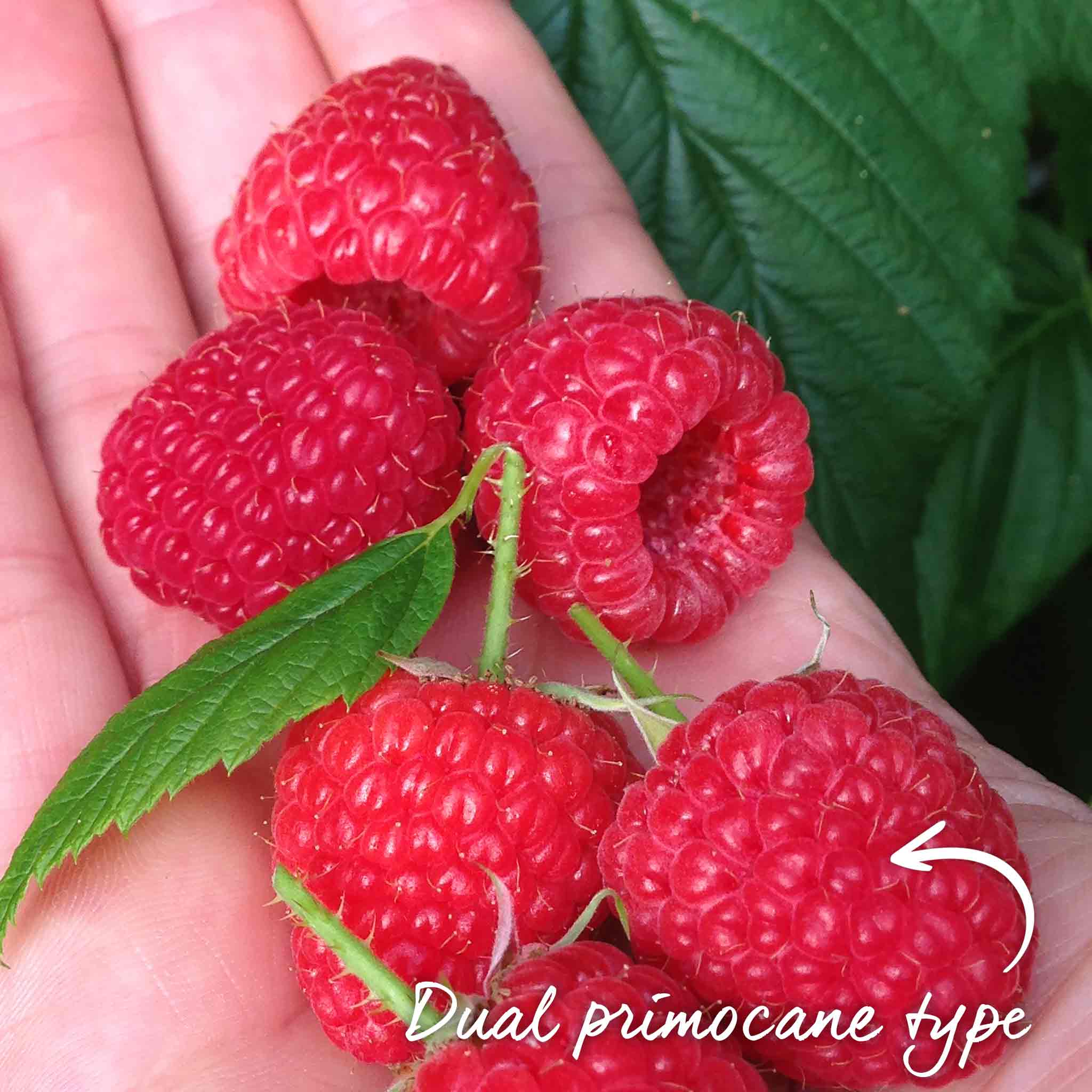 Raspberry 'Paris' - Image 2